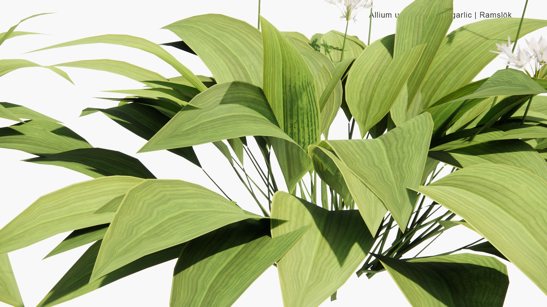 Low Poly Allium Ursinum - Wild Garlic, Ramsons, Cowleekes, Ramslök (3D Model)