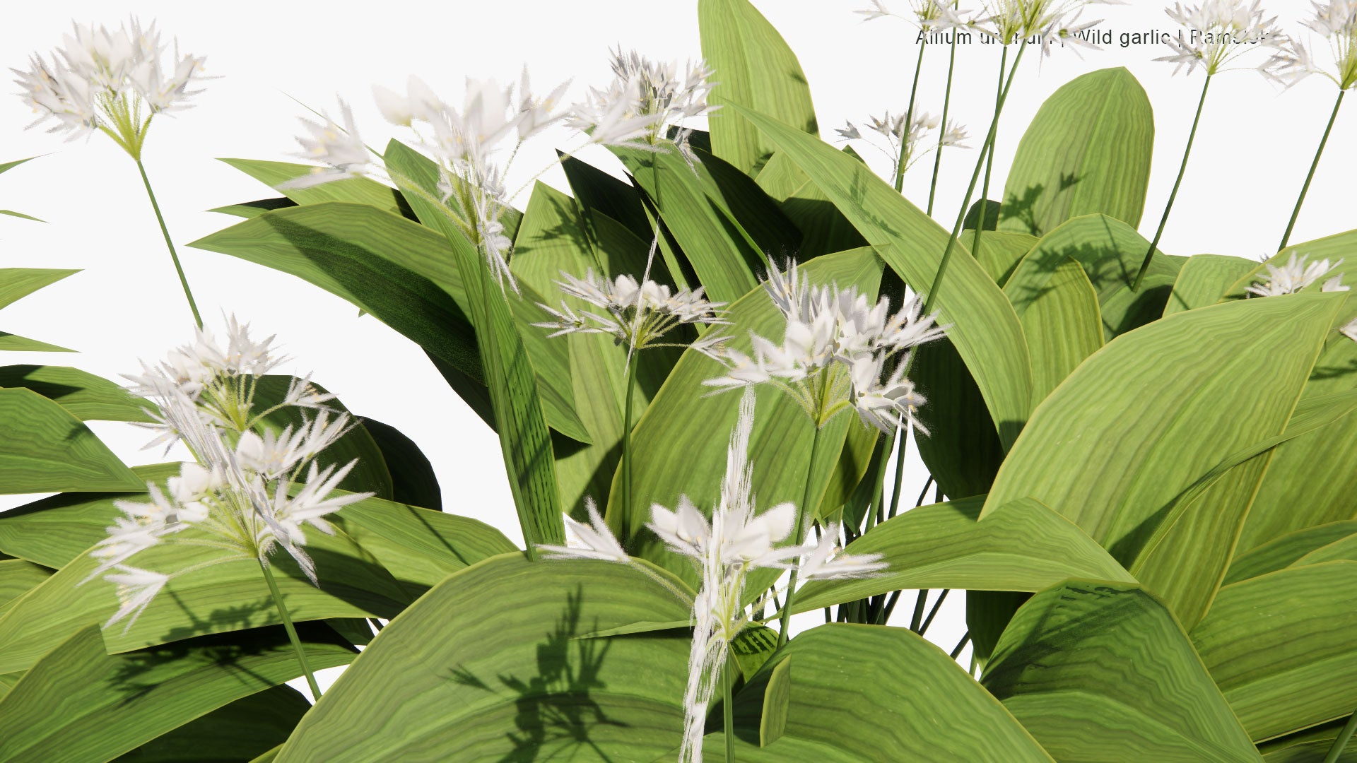 Low Poly Allium Ursinum - Wild Garlic, Ramsons, Cowleekes, Ramslök (3D Model)
