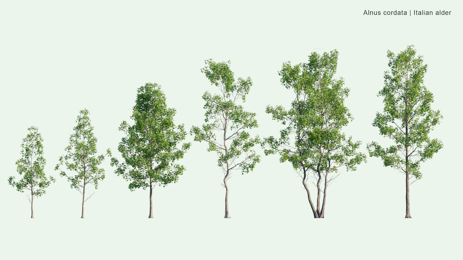 2D Alnus Cordata - Italian Alder