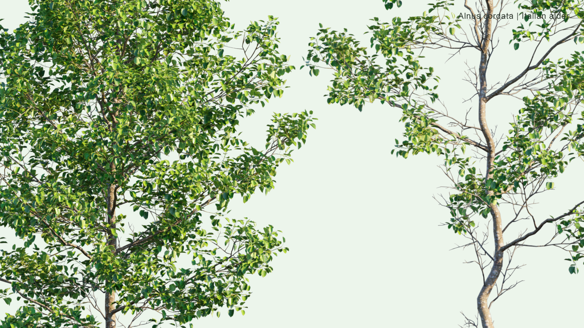 2D Alnus Cordata - Italian Alder