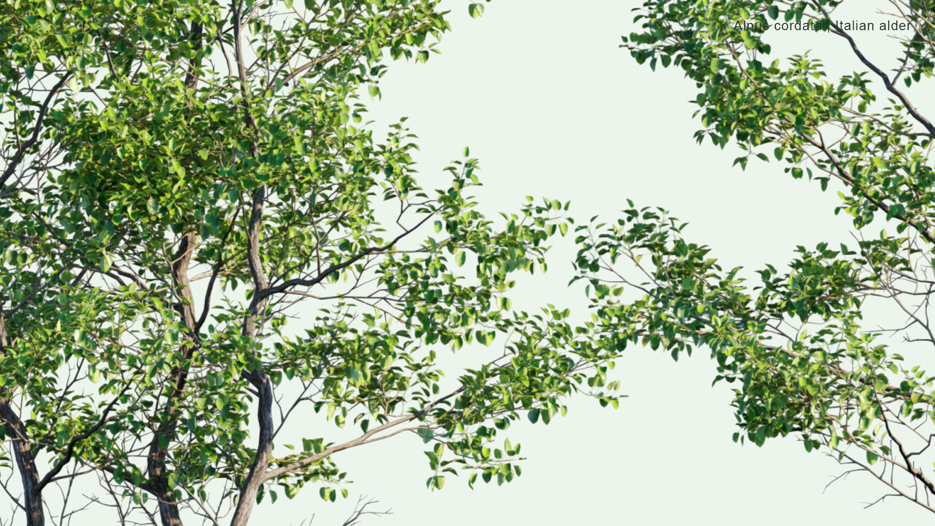 2D Alnus Cordata - Italian Alder