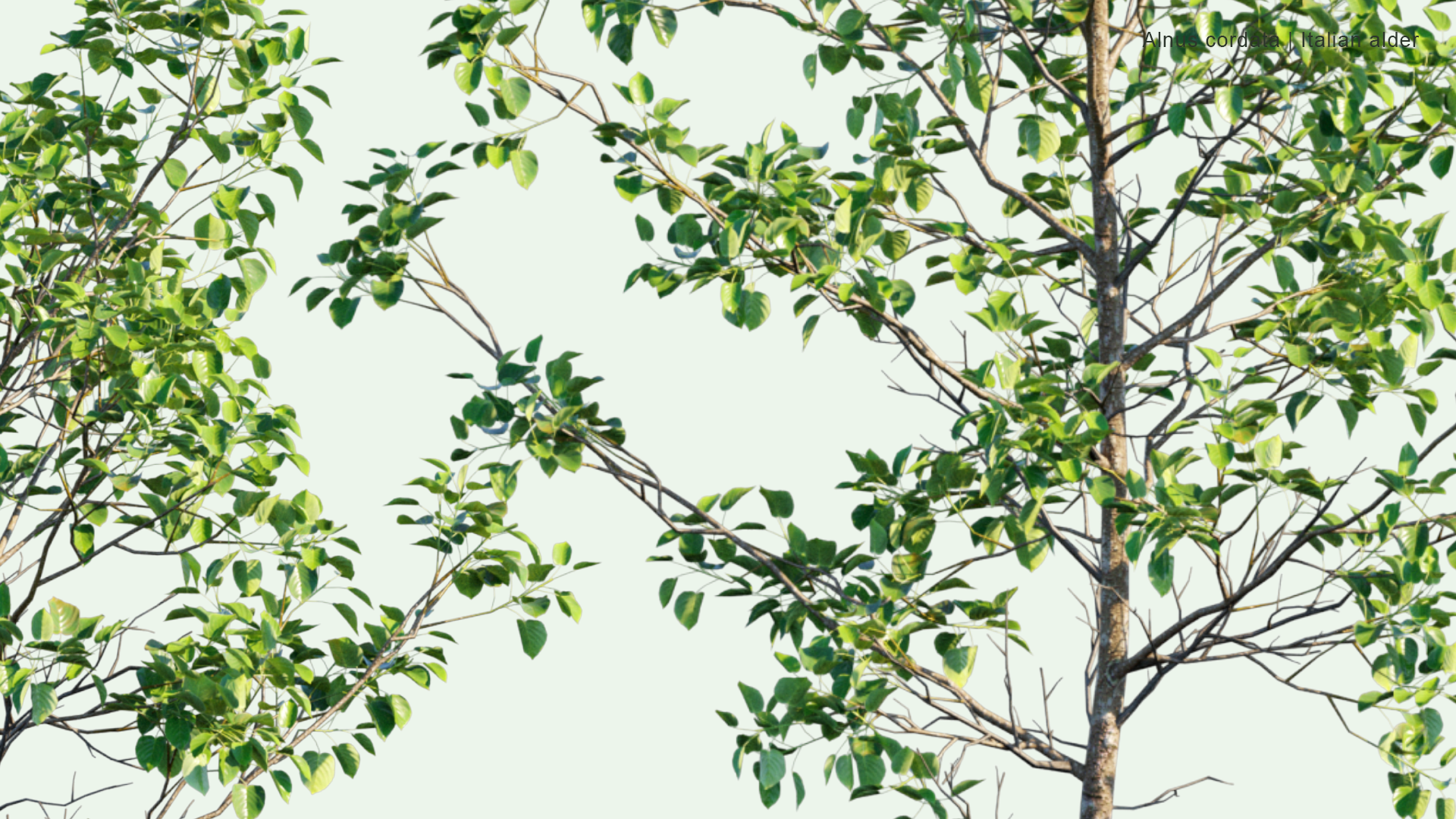 2D Alnus Cordata - Italian Alder