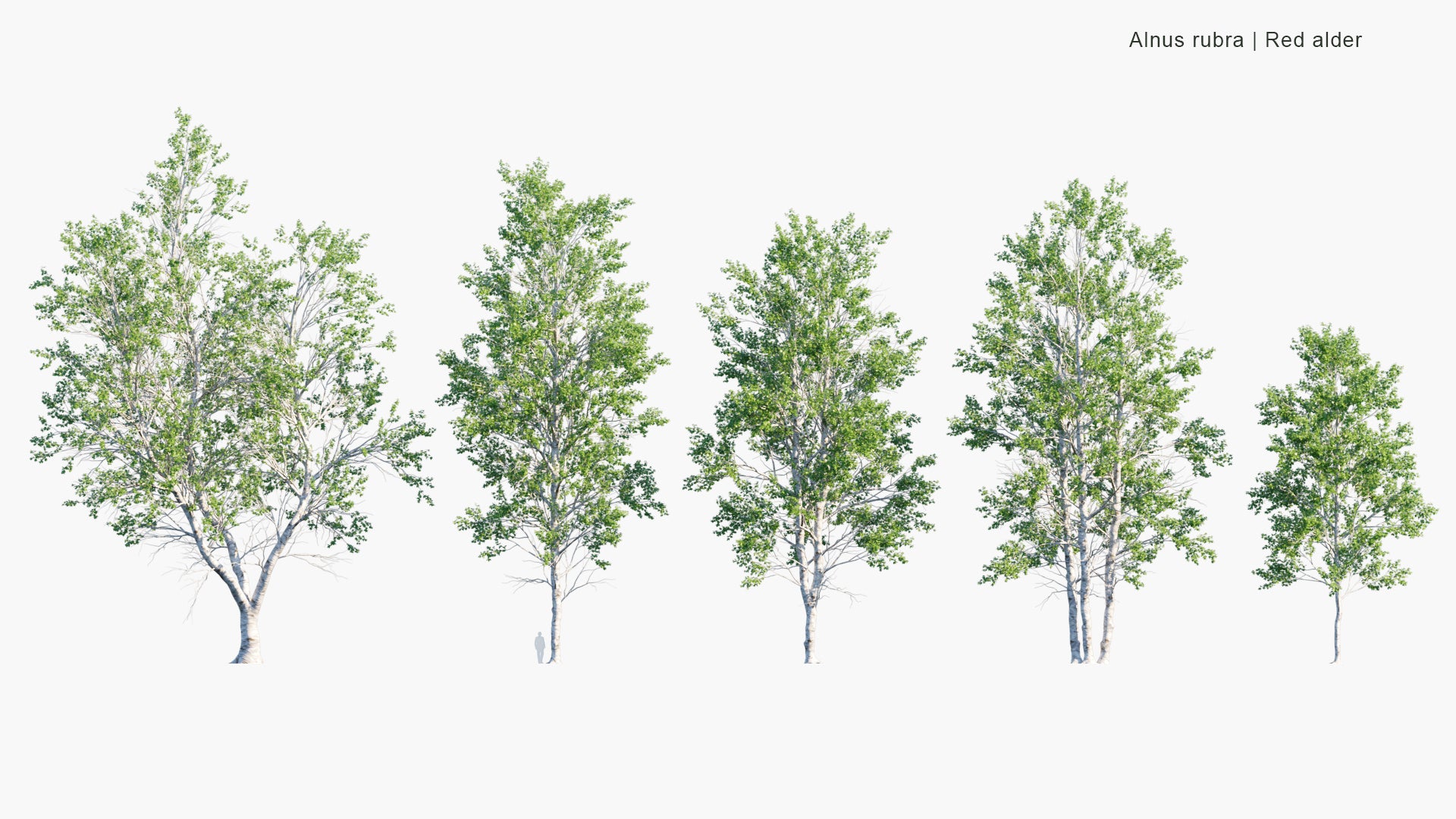 Alnus Rubra 3D Model