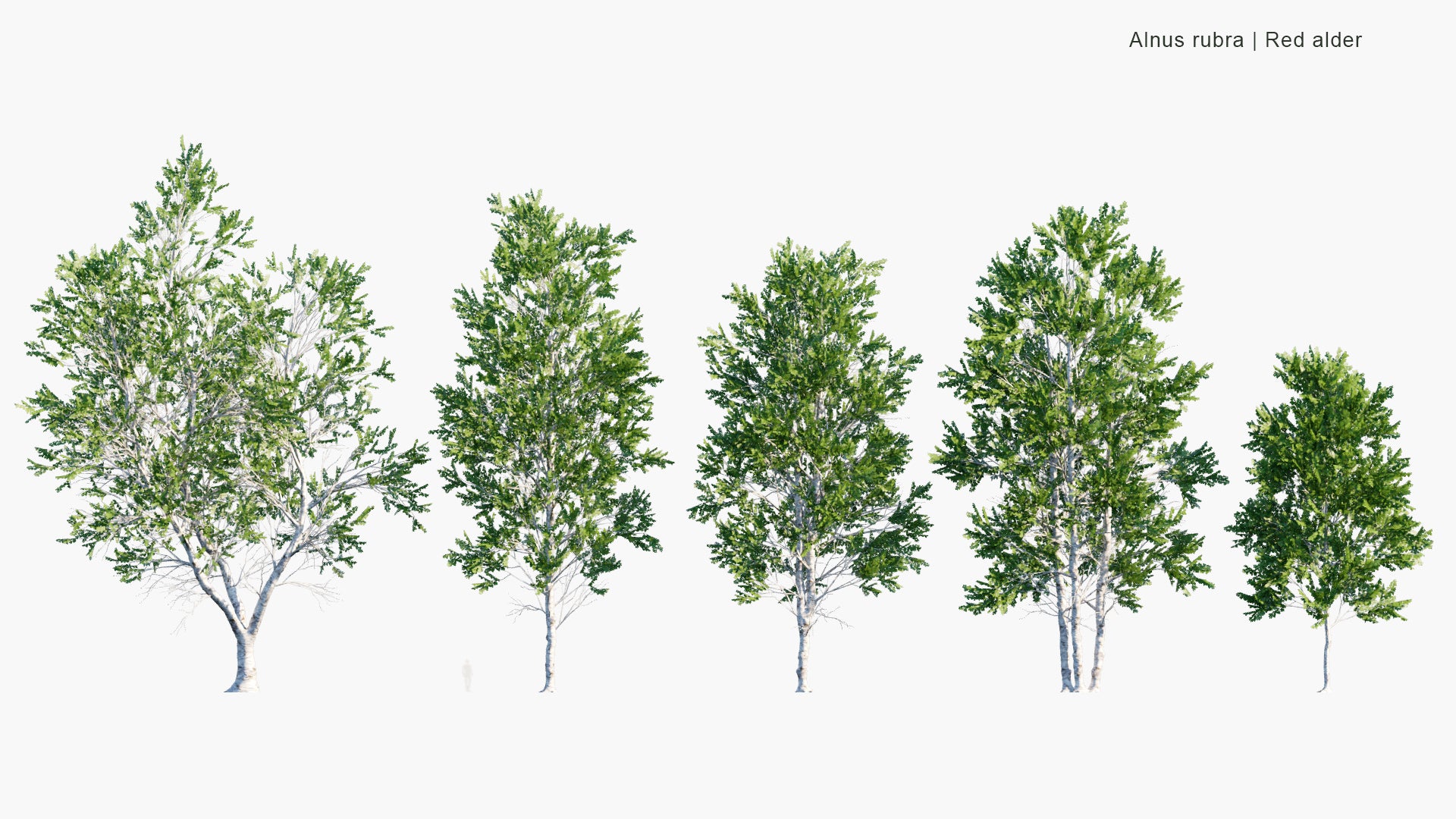 Low Poly Alnus Rubra - Red Alder (3D Model)