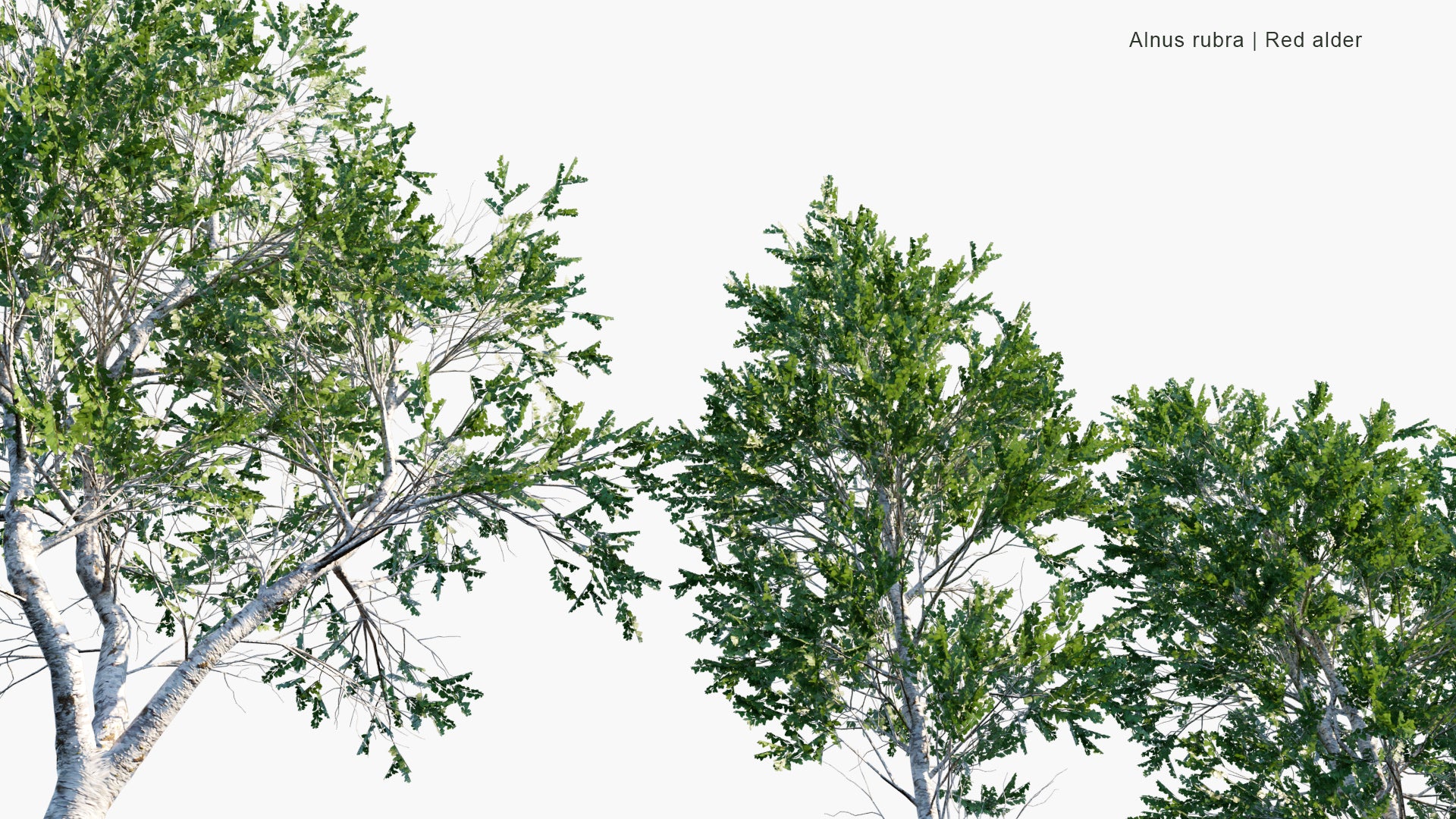 Low Poly Alnus Rubra - Red Alder (3D Model)