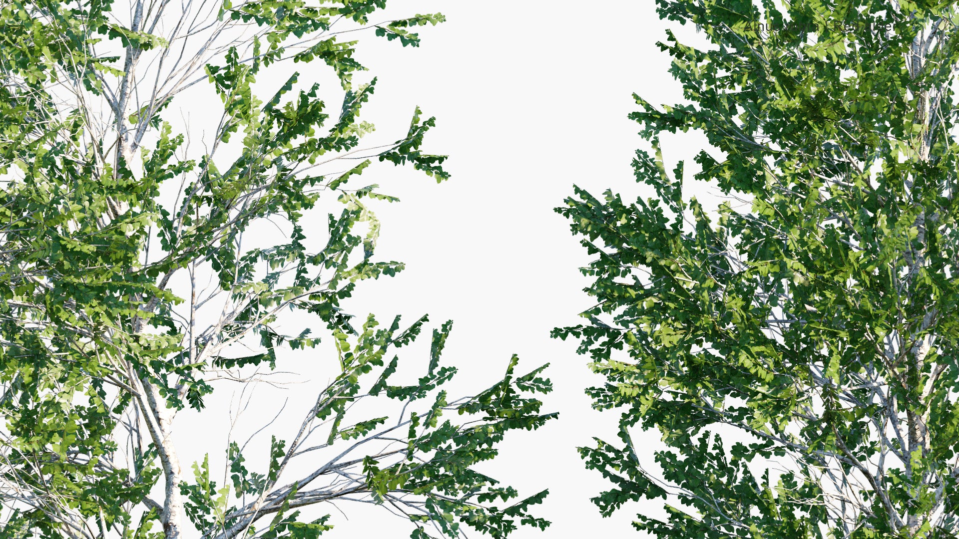 Low Poly Alnus Rubra - Red Alder (3D Model)