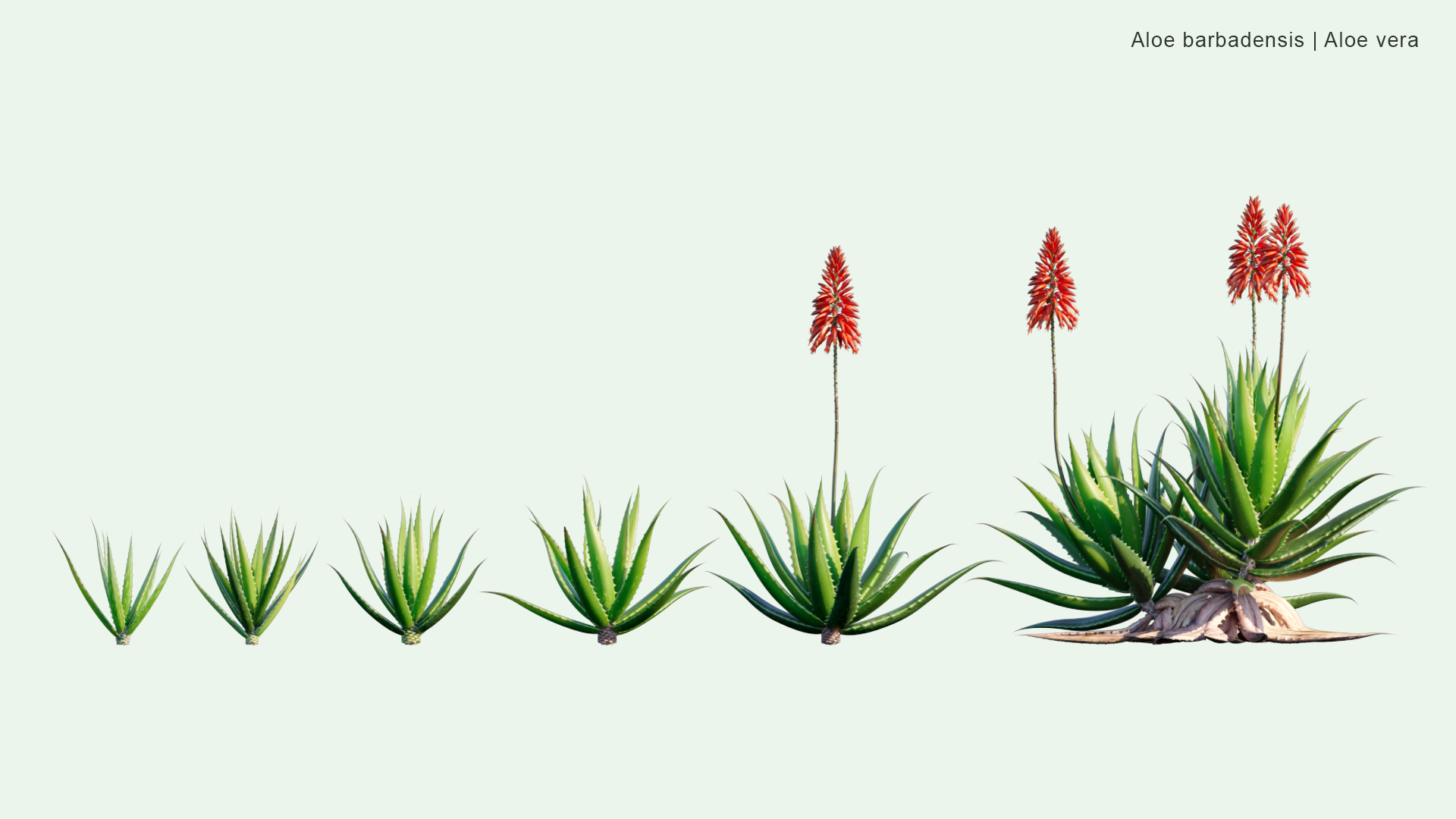 2D Aloe Barbadensis - Aloe Vera