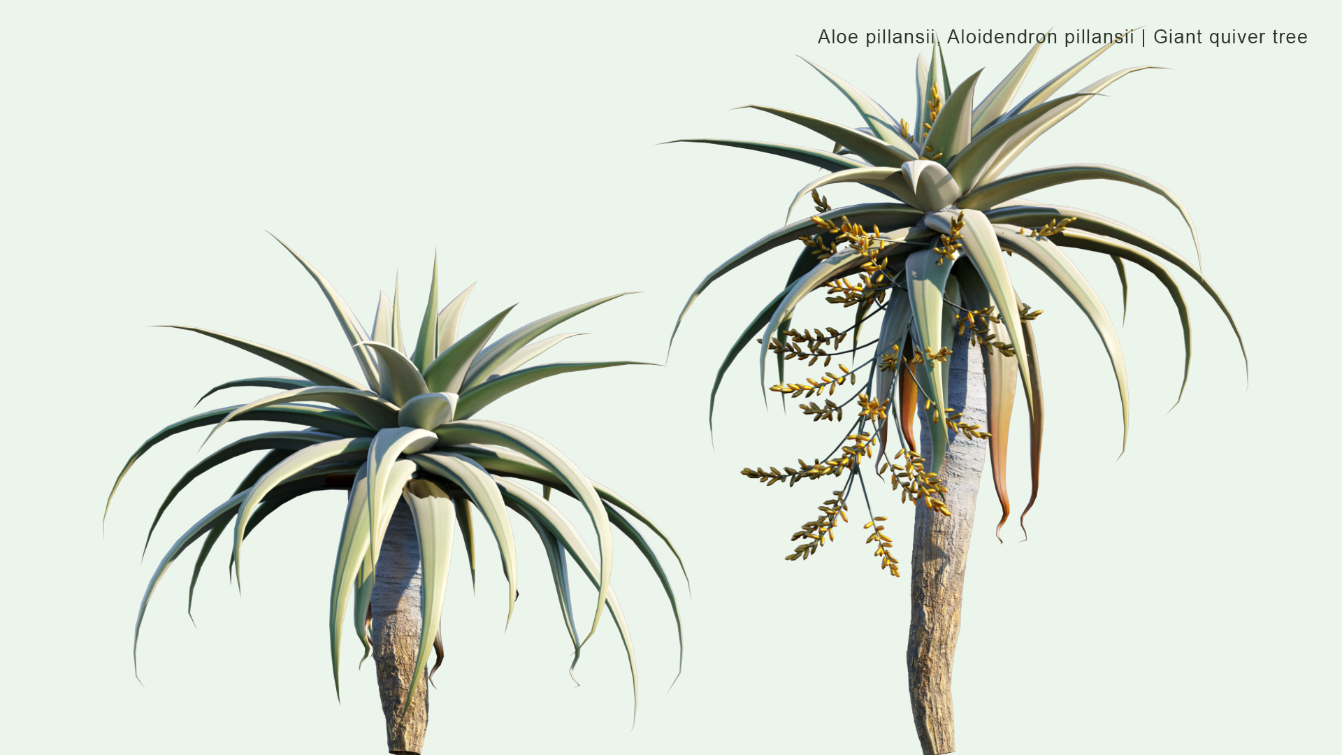 2D Aloe Pillansii, Aloidendron Pillansii - Giant Quiver Tree, Bastard Quiver Tree