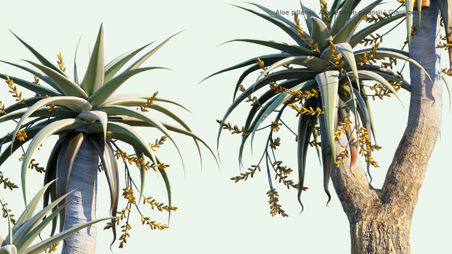 2D Aloe Pillansii, Aloidendron Pillansii - Giant Quiver Tree, Bastard Quiver Tree