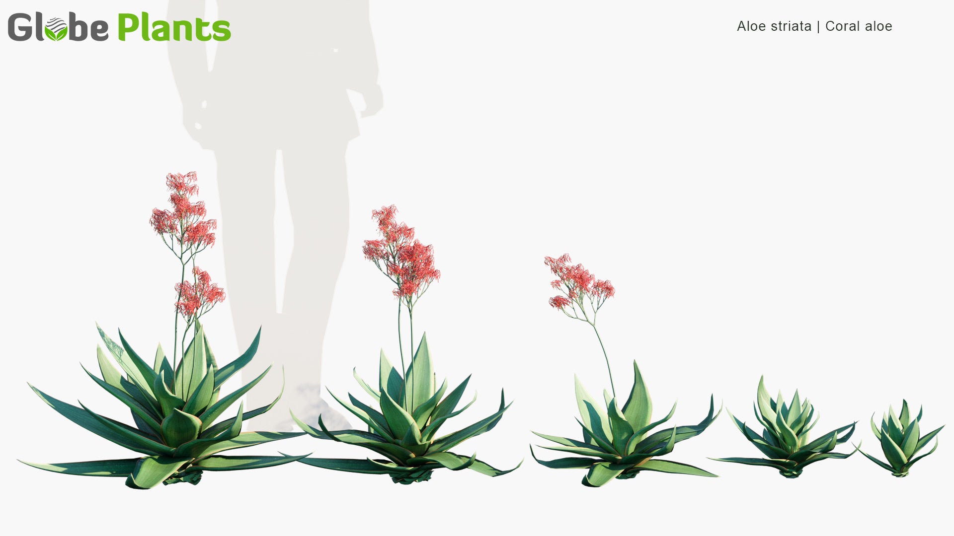 Low Poly Aloe Striata - Coral Aloe (3D Model)