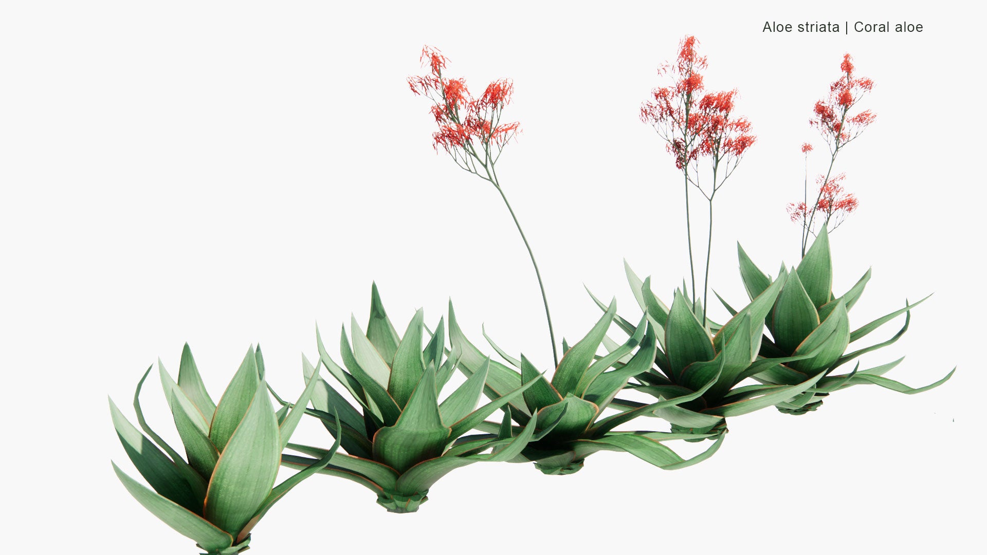 Low Poly Aloe Striata - Coral Aloe (3D Model)