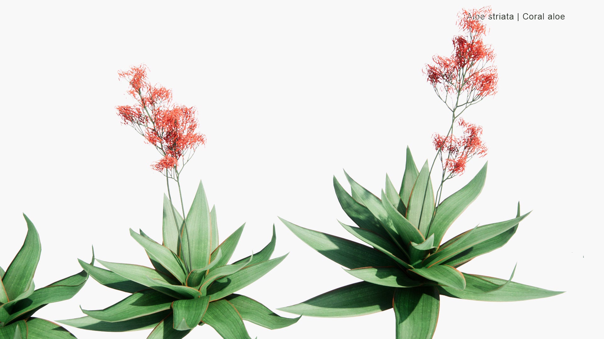 Low Poly Aloe Striata - Coral Aloe (3D Model)