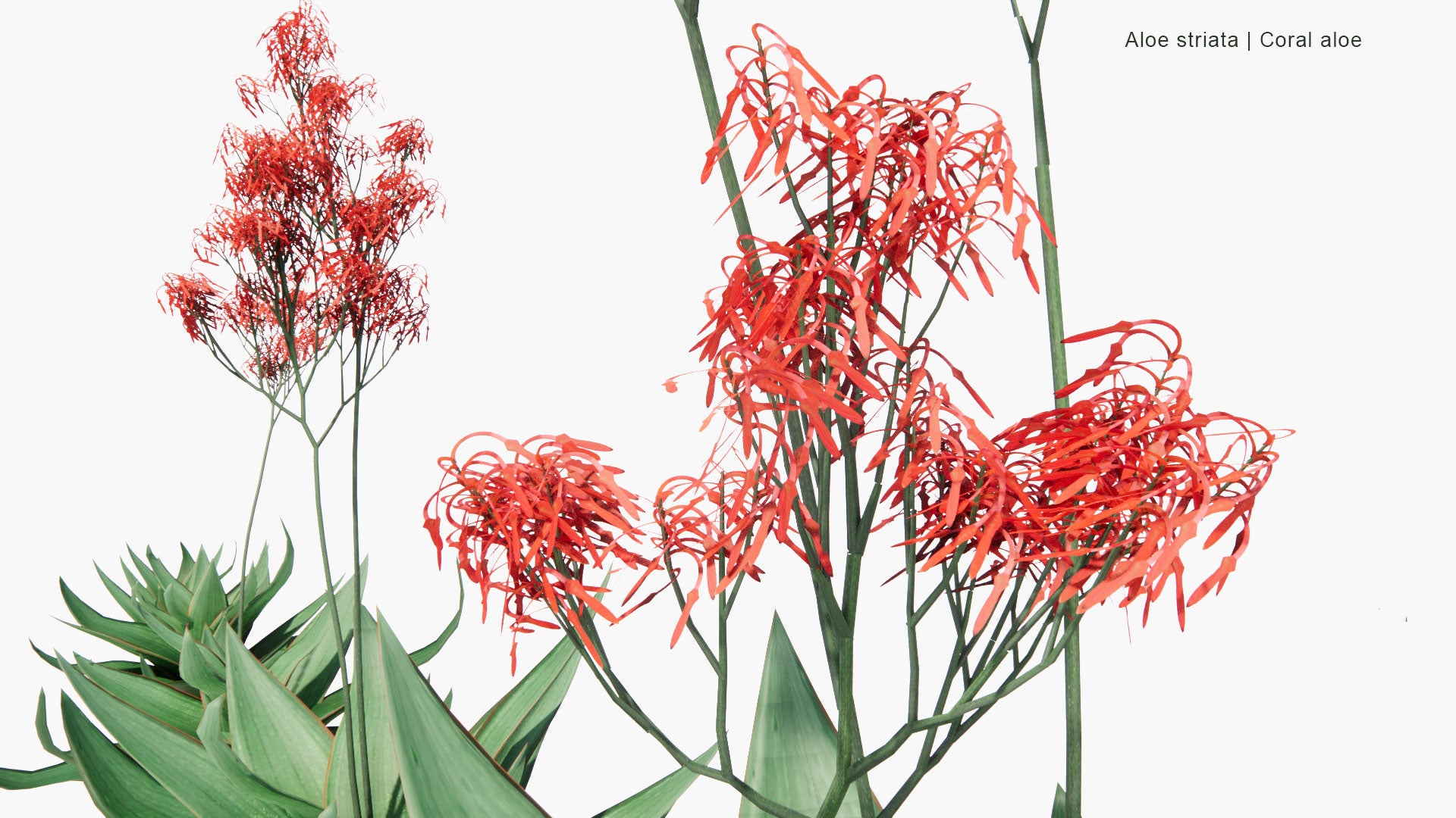 Low Poly Aloe Striata - Coral Aloe (3D Model)
