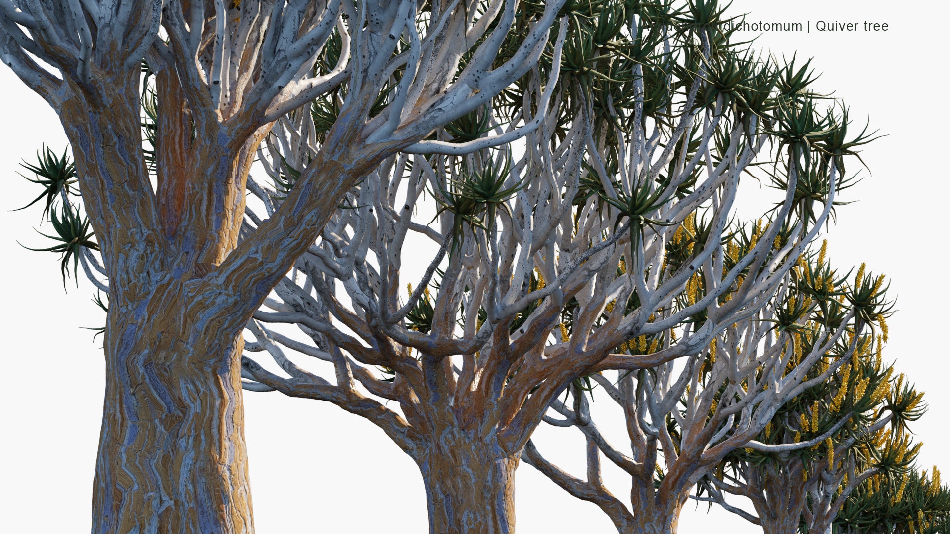 Aloidendron Dichotomum - Aloe Dichotoma, Quiver Tree, Kokerboom (3D Model)