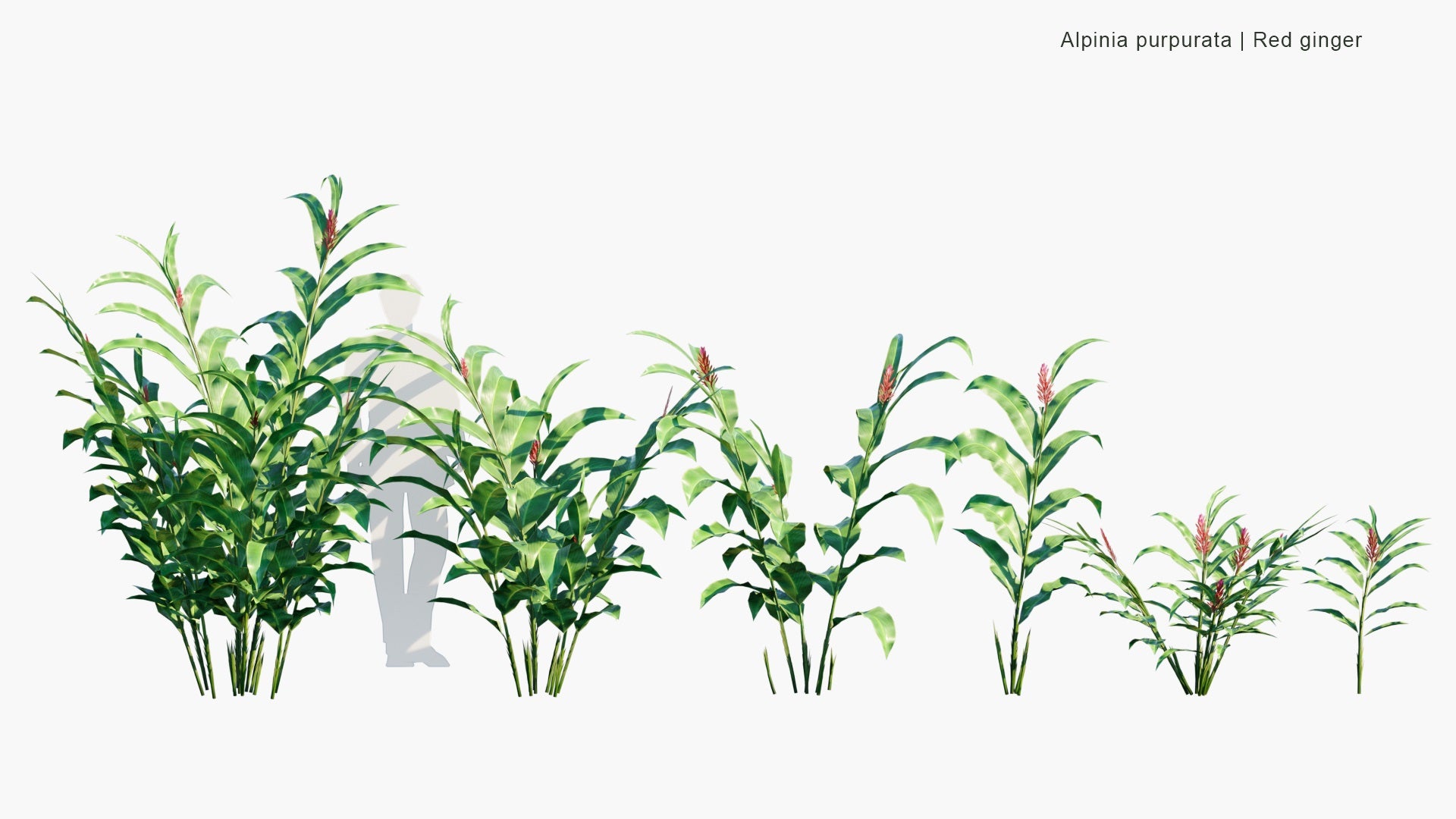 Low Poly Alpinia Purpurata - Red Ginger (3D Model)