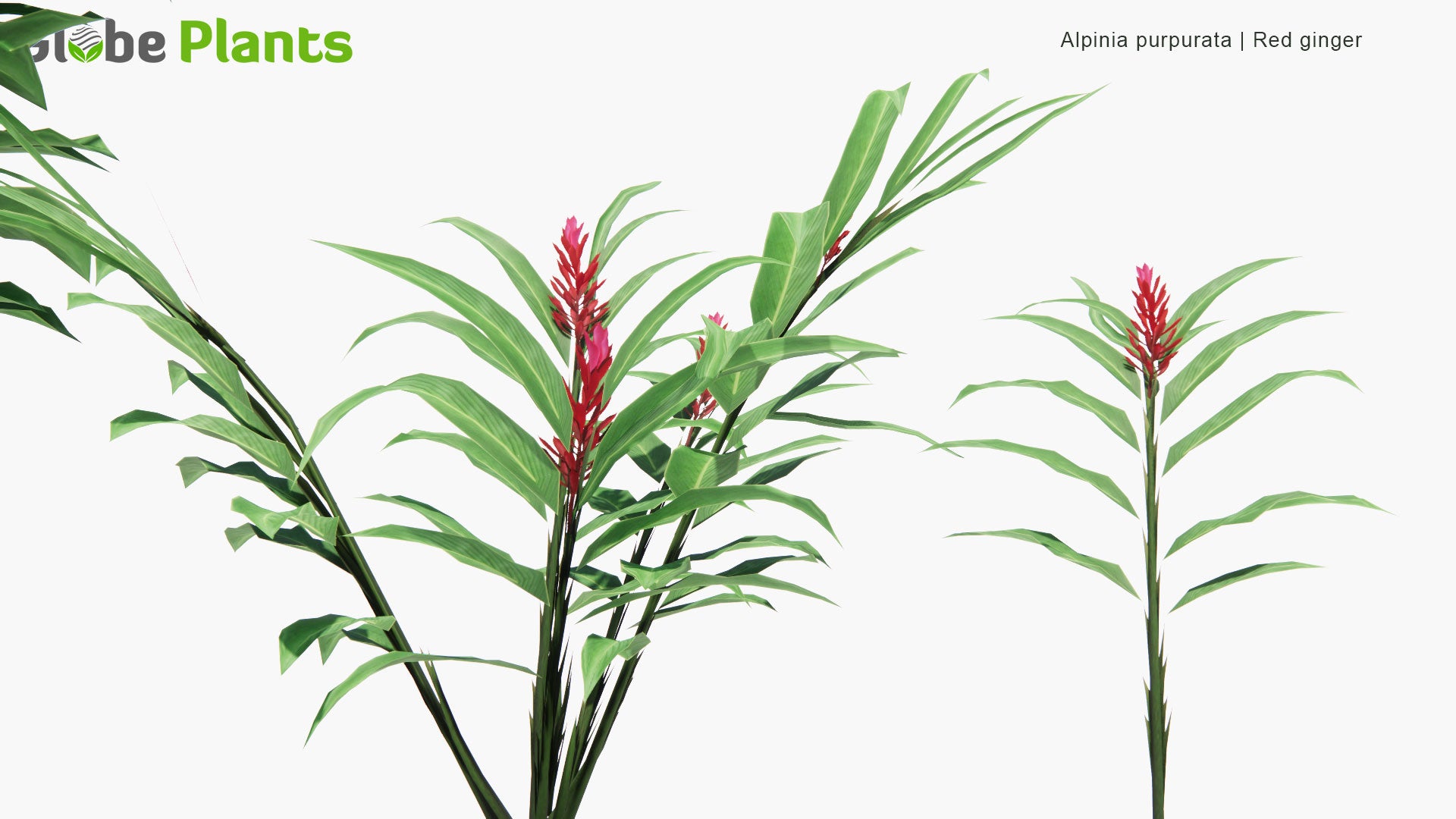 Low Poly Alpinia Purpurata - Red Ginger (3D Model)