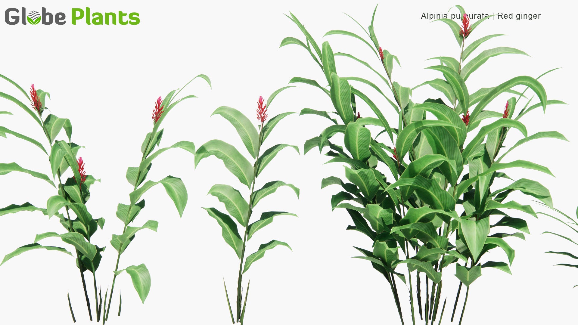 Low Poly Alpinia Purpurata - Red Ginger (3D Model)