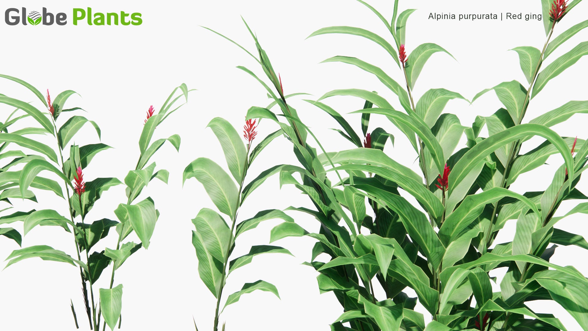 Low Poly Alpinia Purpurata - Red Ginger (3D Model)