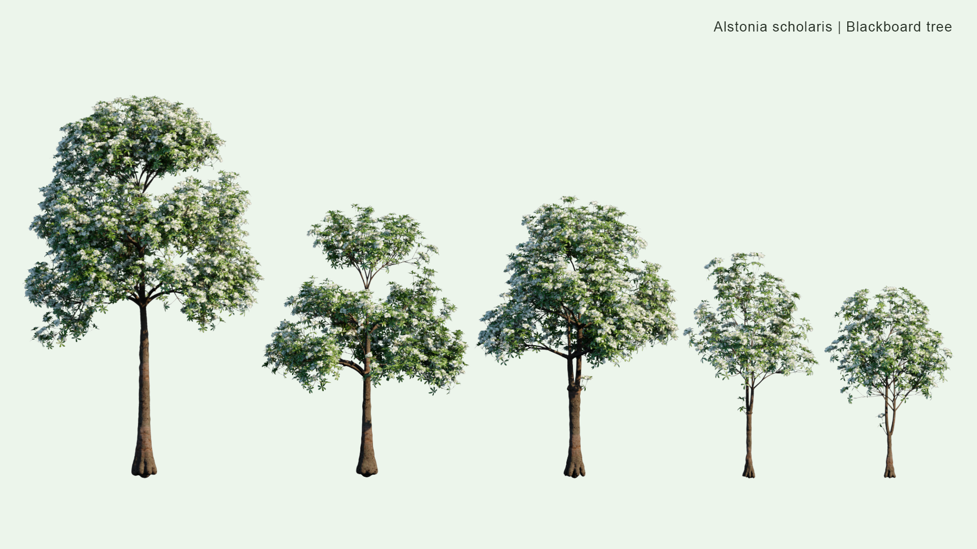 2D Alstonia Scholaris - Blackboard Tree, Devil's Tree