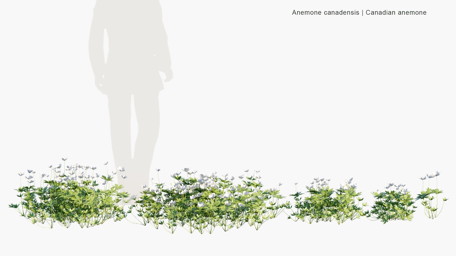 Low Poly Anemone Canadensis - Canada Anemone, Round-Headed Anemone, Meadow Anemone, Windflower, Crowfoot (3D Model)