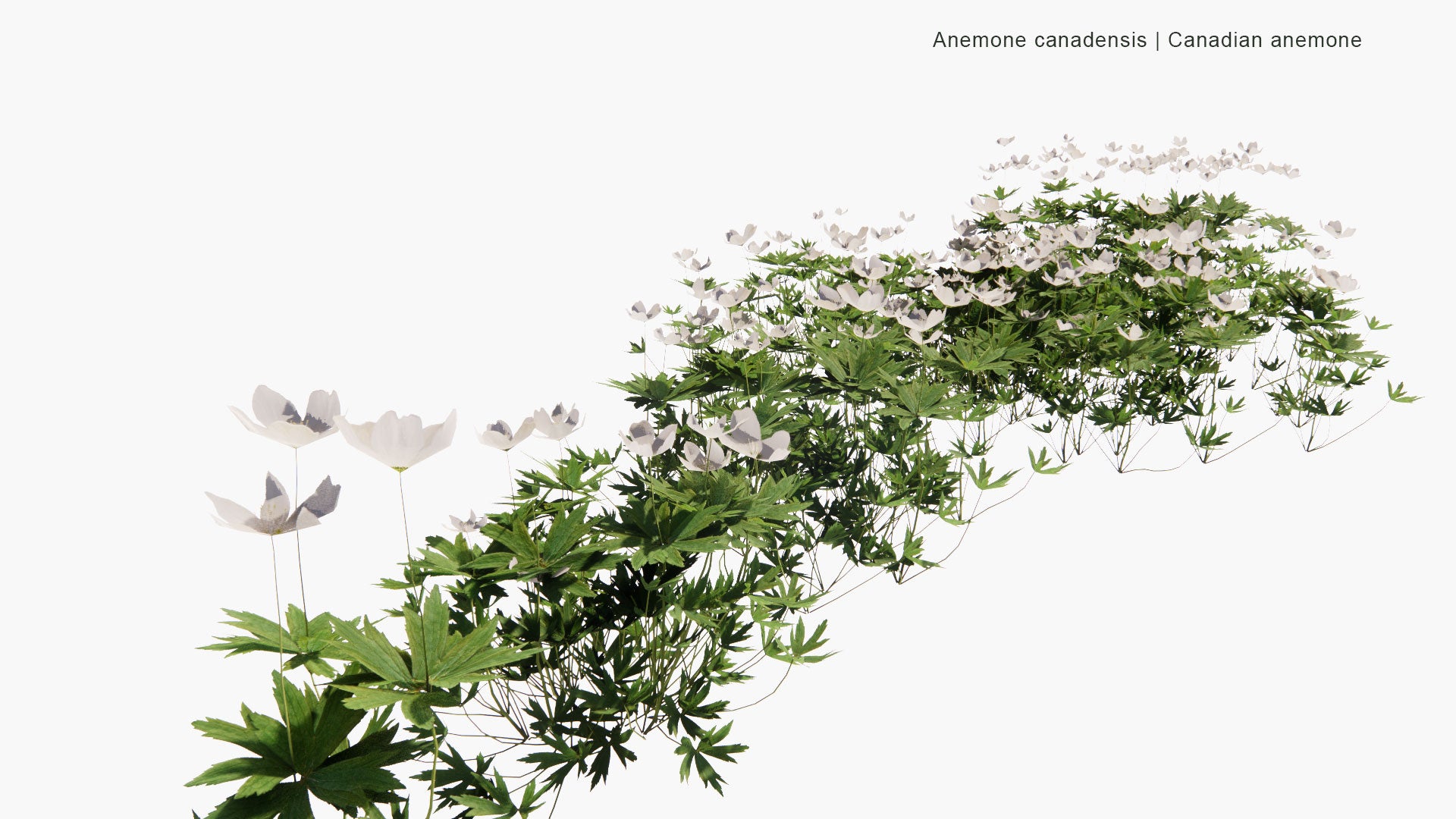 Low Poly Anemone Canadensis - Canada Anemone, Round-Headed Anemone, Meadow Anemone, Windflower, Crowfoot (3D Model)