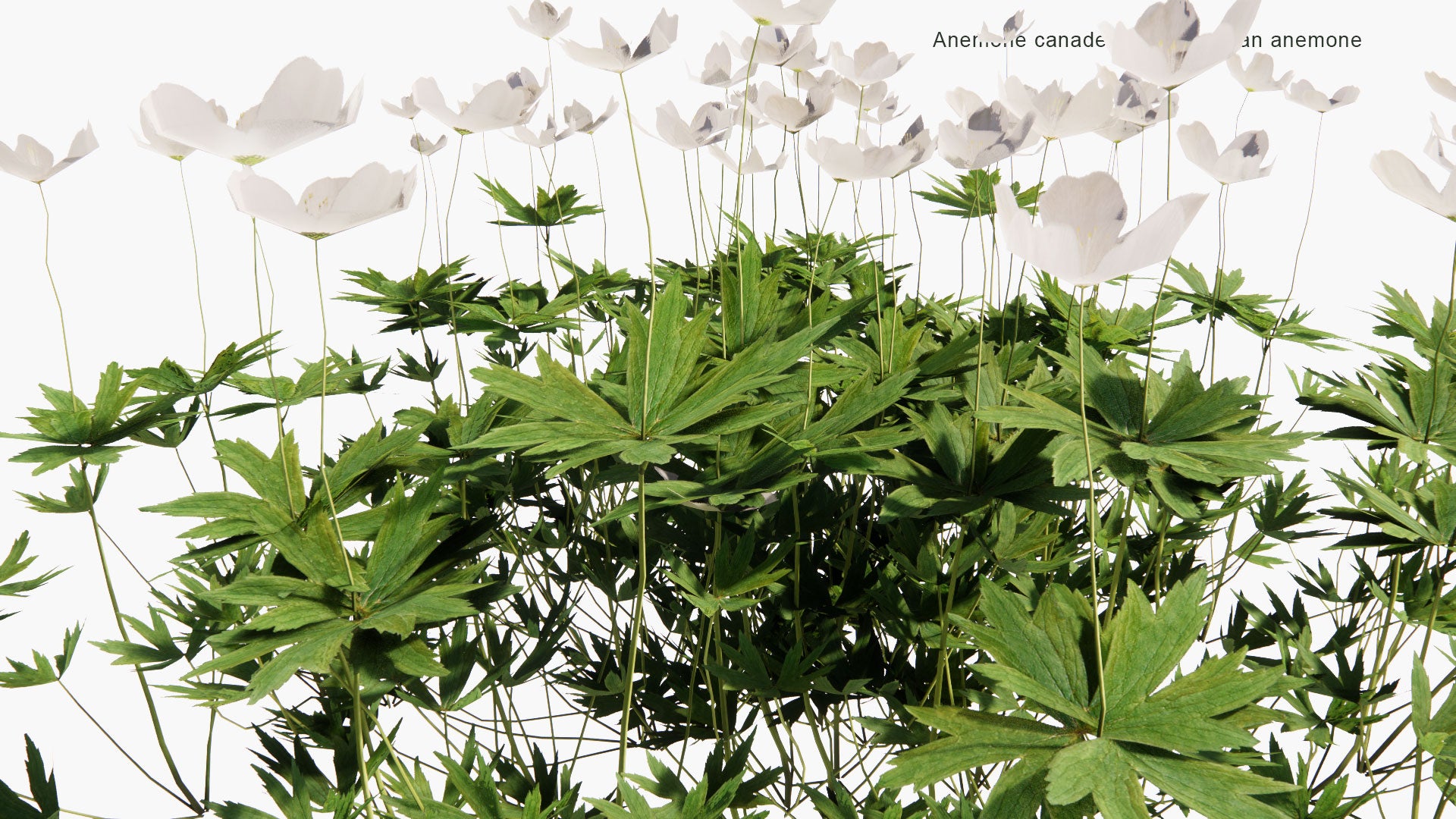 Low Poly Anemone Canadensis - Canada Anemone, Round-Headed Anemone, Meadow Anemone, Windflower, Crowfoot (3D Model)