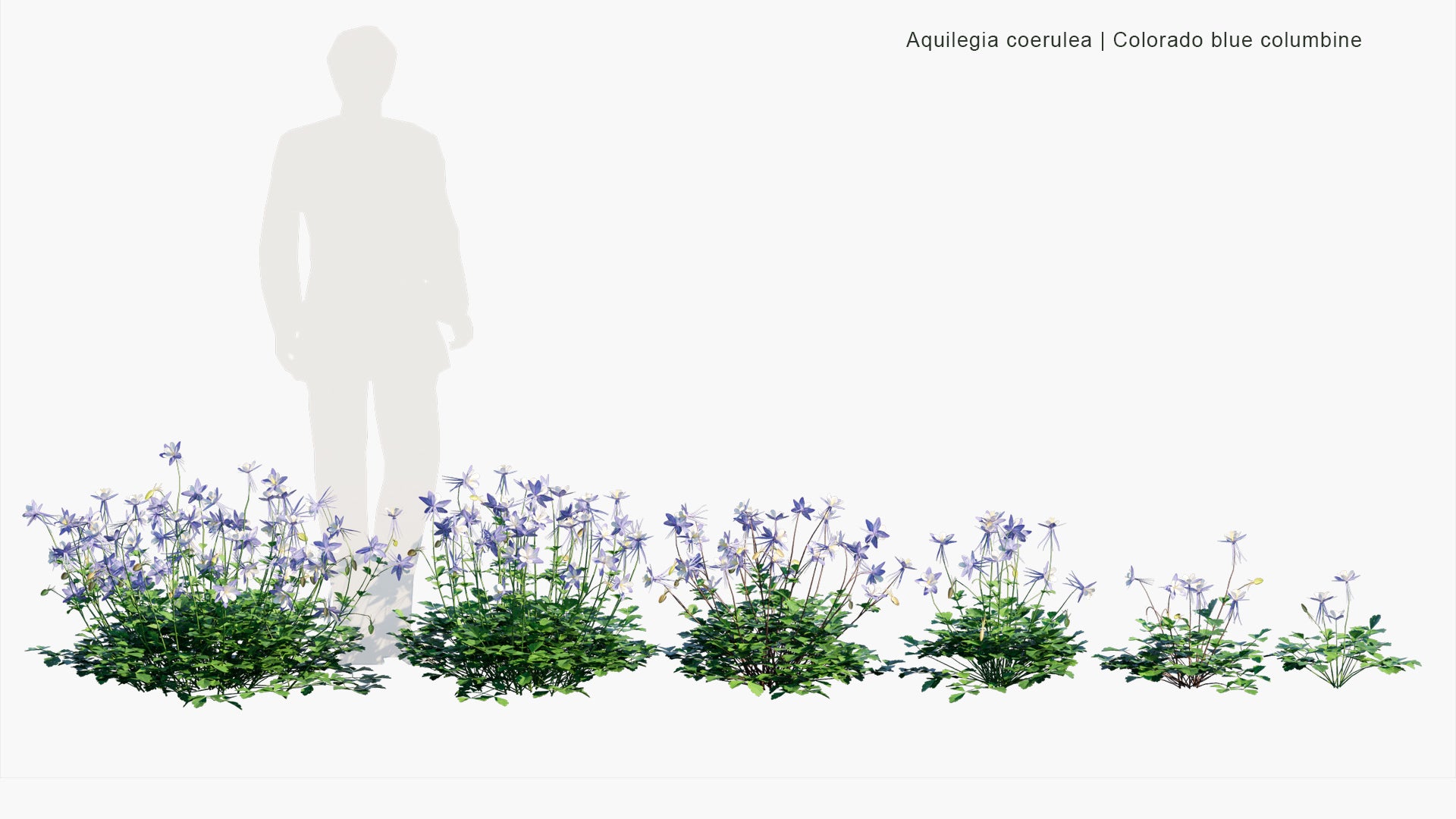 Low Poly Aquilegia Coerulea - Colorado Blue Columbine (3D Model)