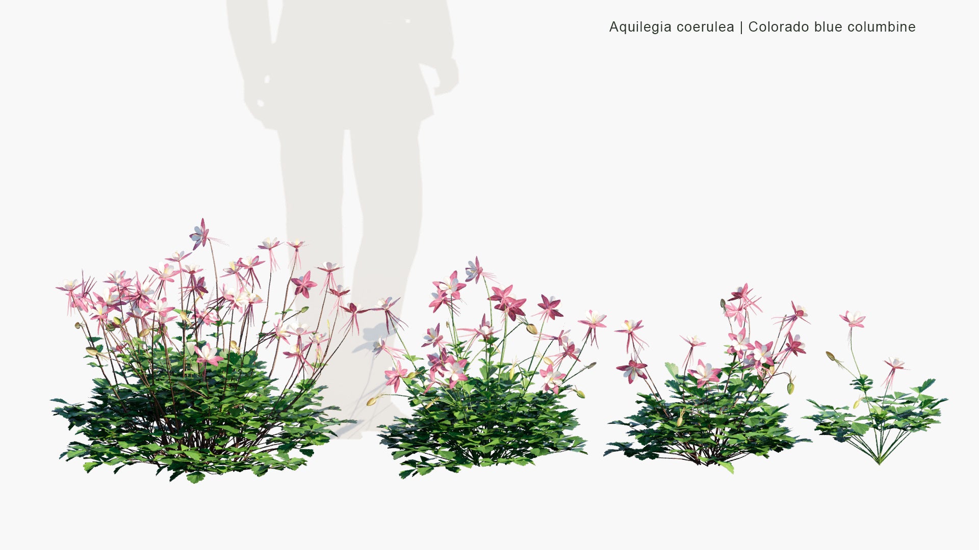 Low Poly Aquilegia Coerulea - Colorado Blue Columbine (3D Model)