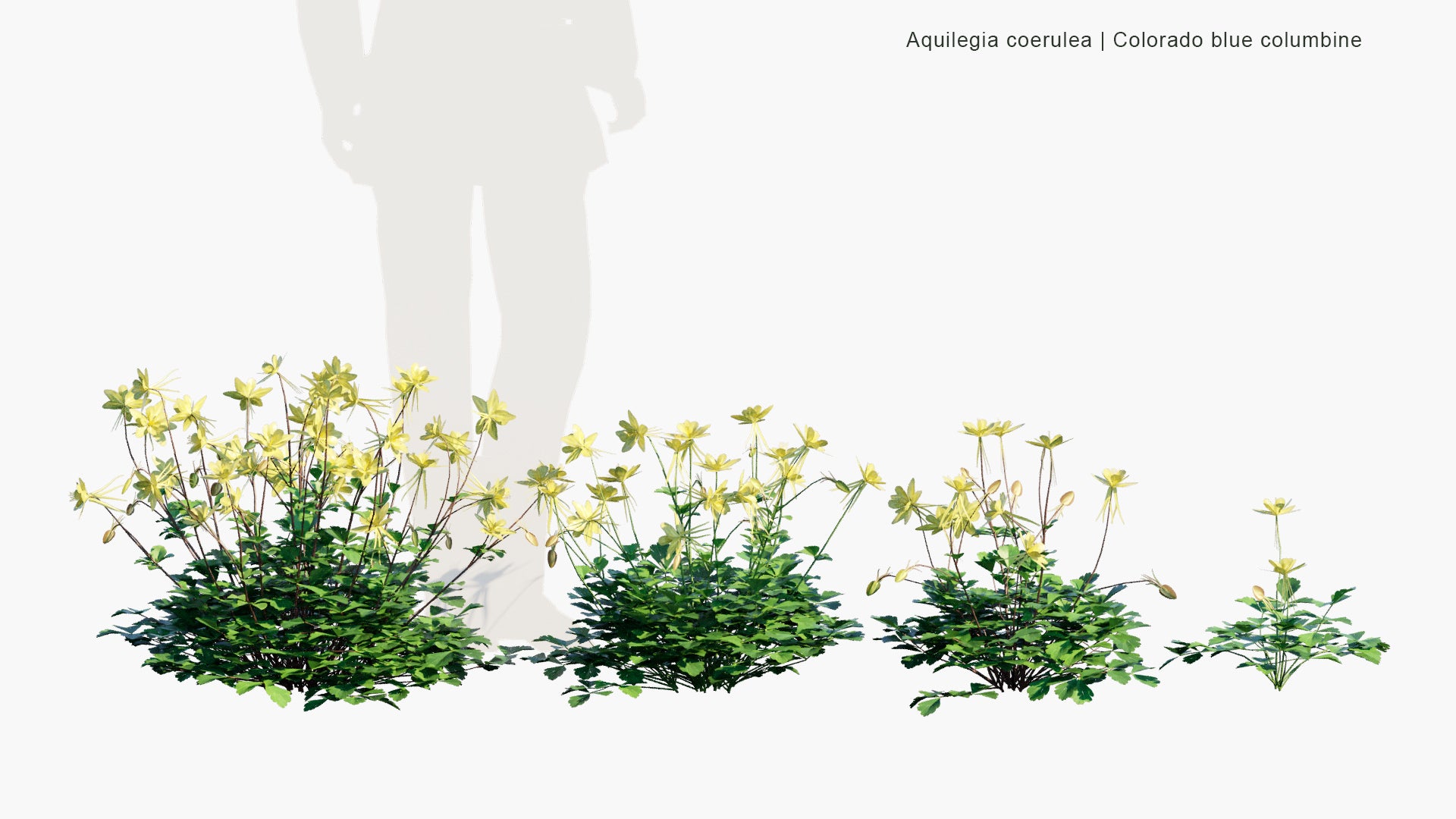 Low Poly Aquilegia Coerulea - Colorado Blue Columbine (3D Model)