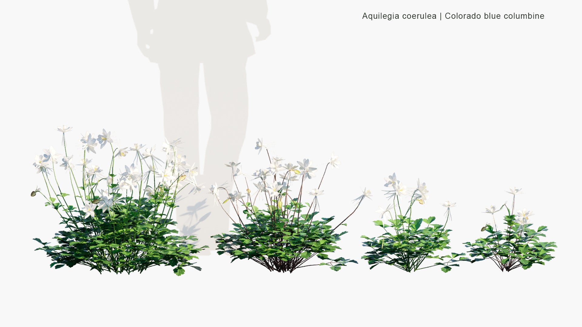 Low Poly Aquilegia Coerulea - Colorado Blue Columbine (3D Model)