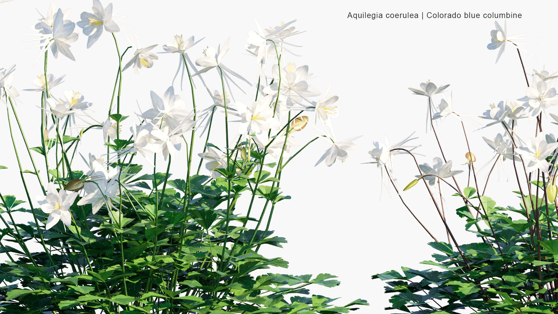 Low Poly Aquilegia Coerulea - Colorado Blue Columbine (3D Model)