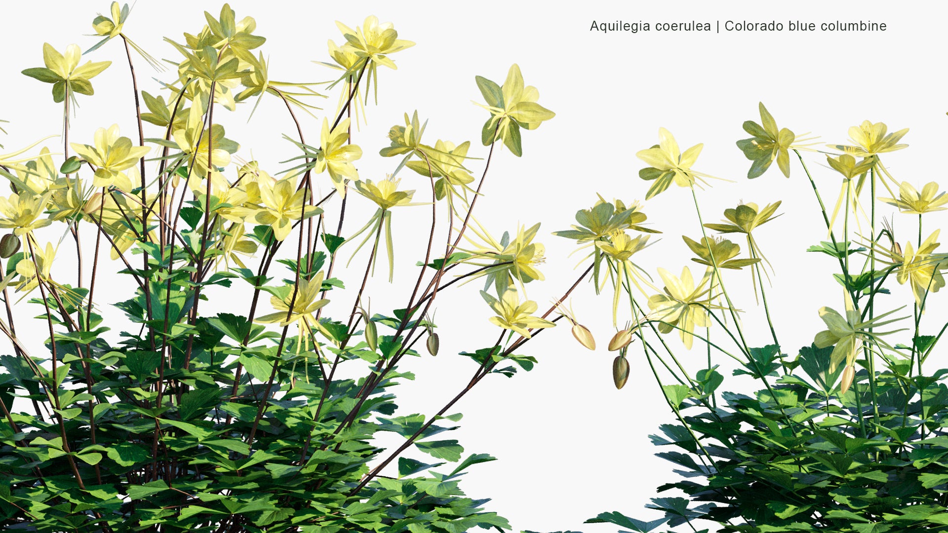 Low Poly Aquilegia Coerulea - Colorado Blue Columbine (3D Model)