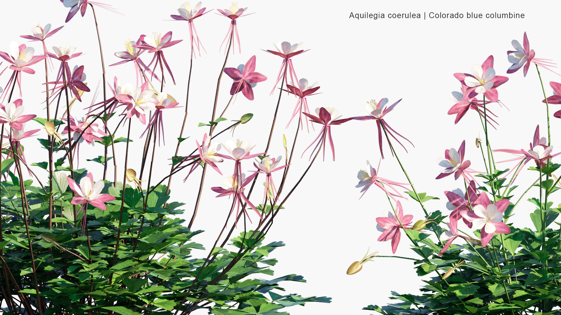 Low Poly Aquilegia Coerulea - Colorado Blue Columbine (3D Model)