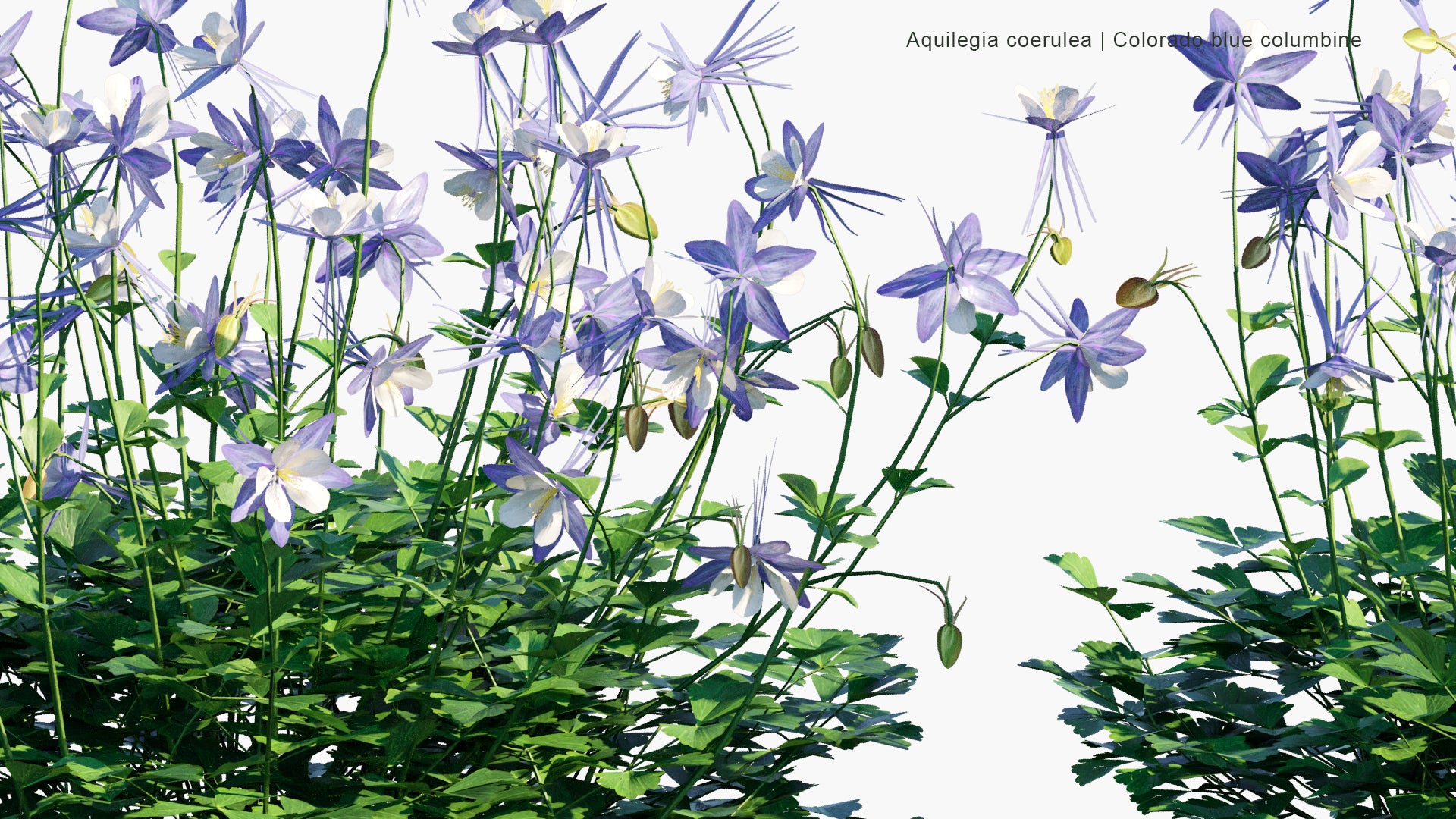 Low Poly Aquilegia Coerulea - Colorado Blue Columbine (3D Model)