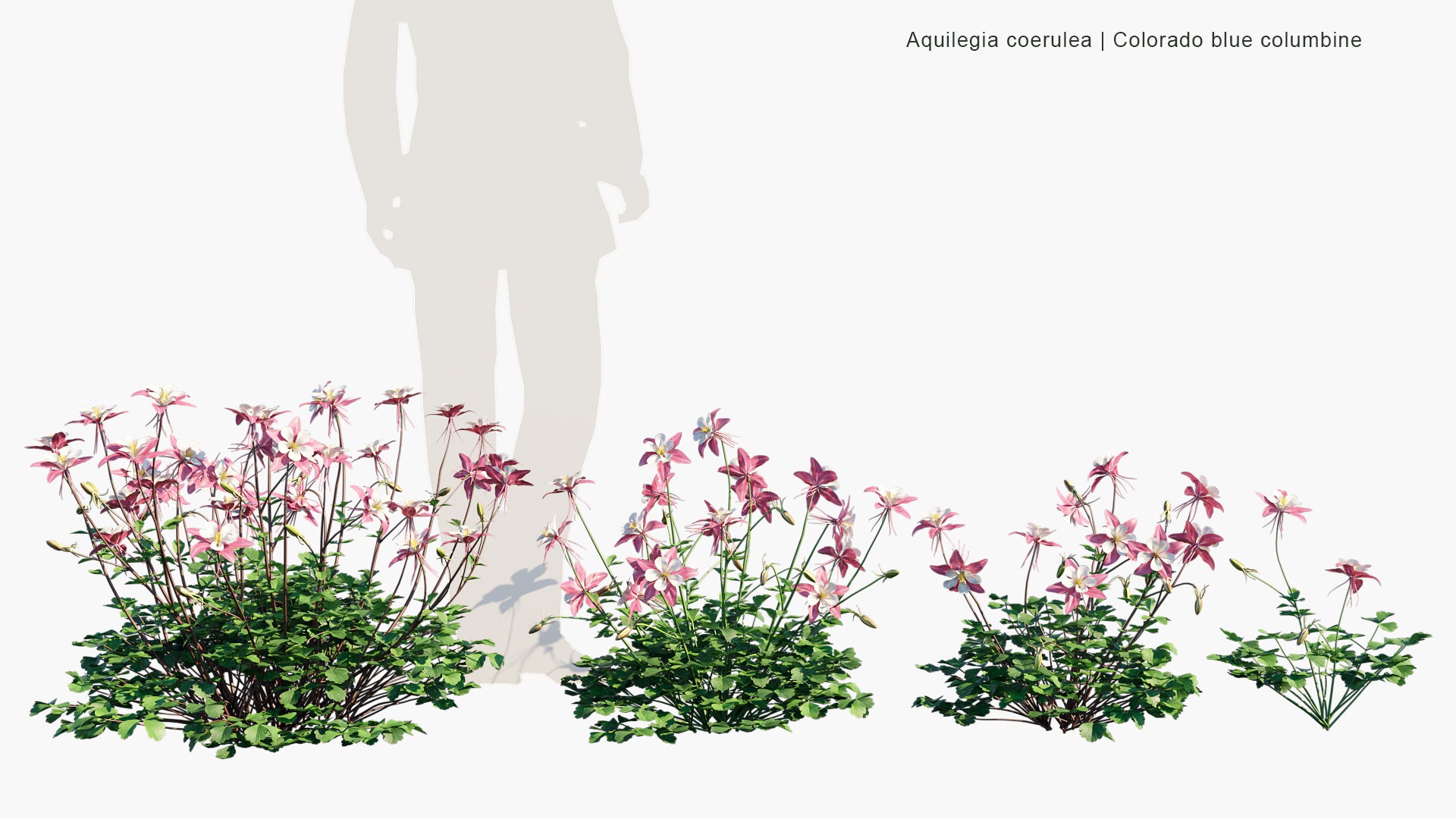 Aquilegia Coerulea 3D Model