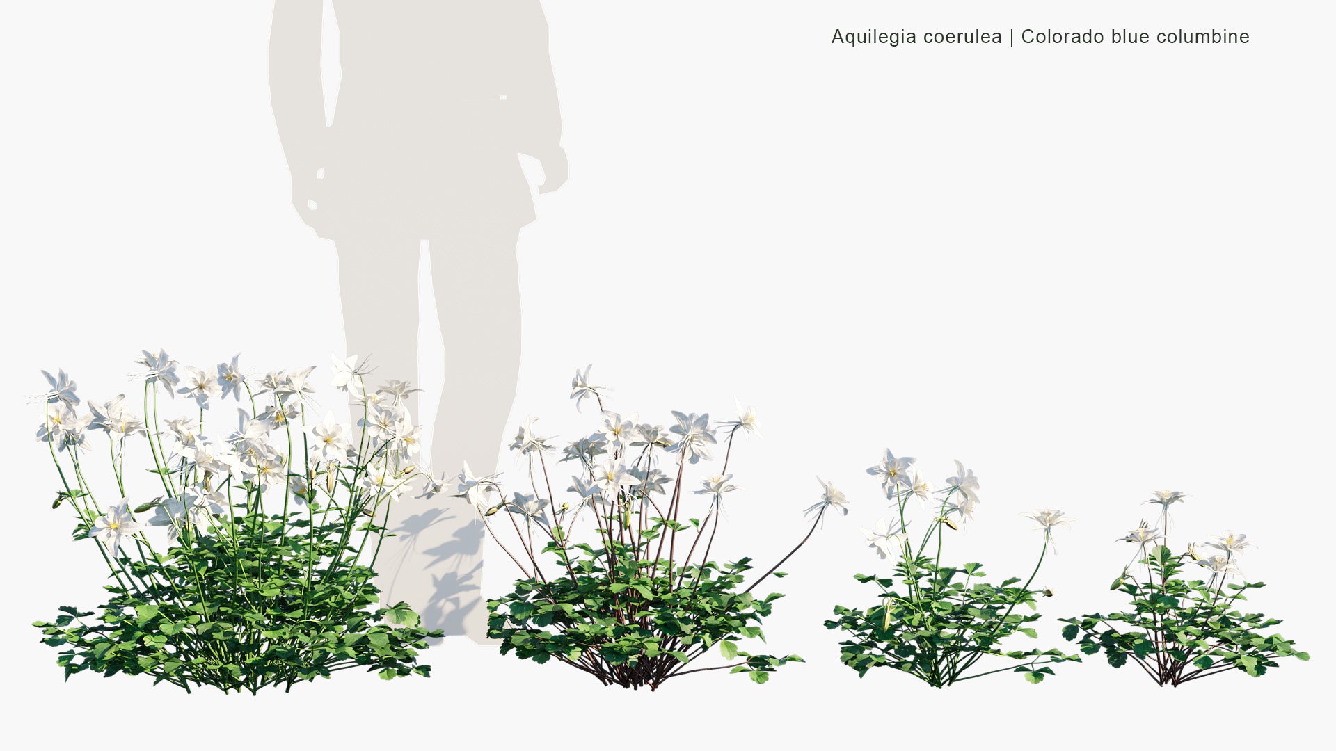 Aquilegia Coerulea 3D Model