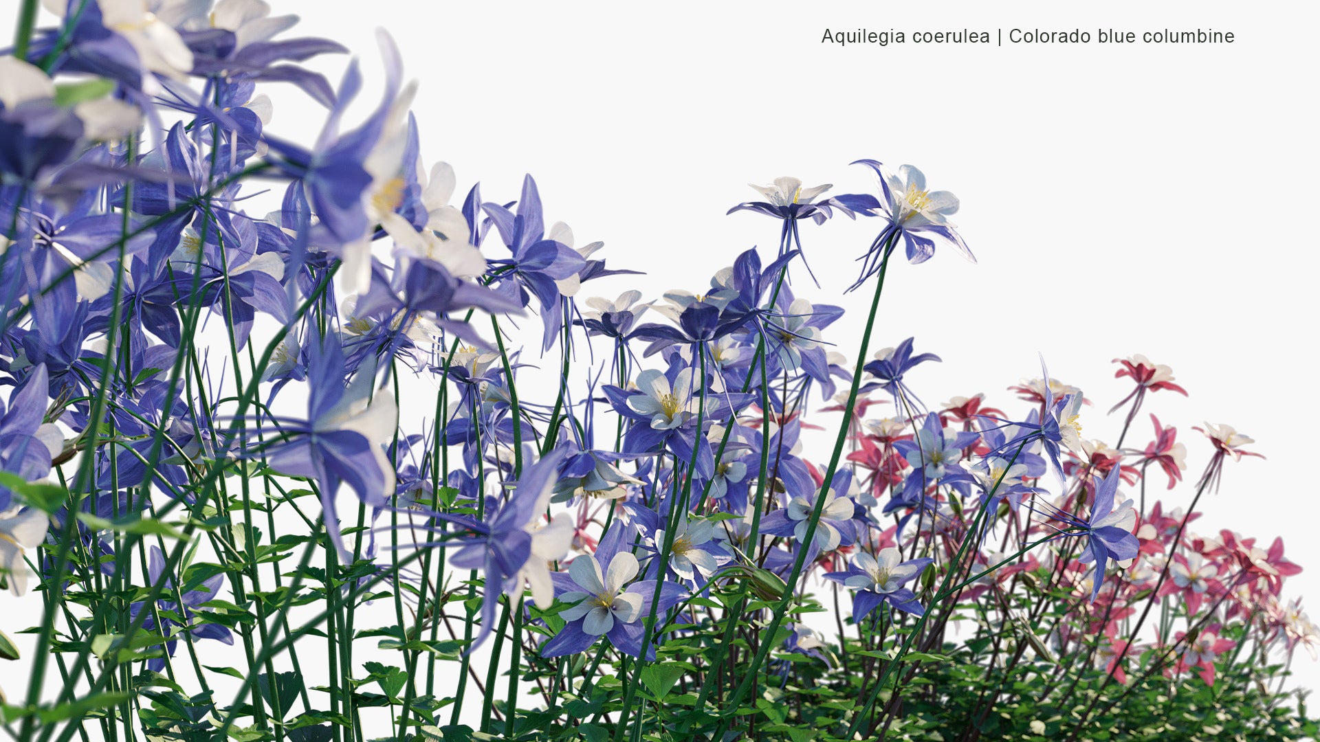 Aquilegia Coerulea 3D Model