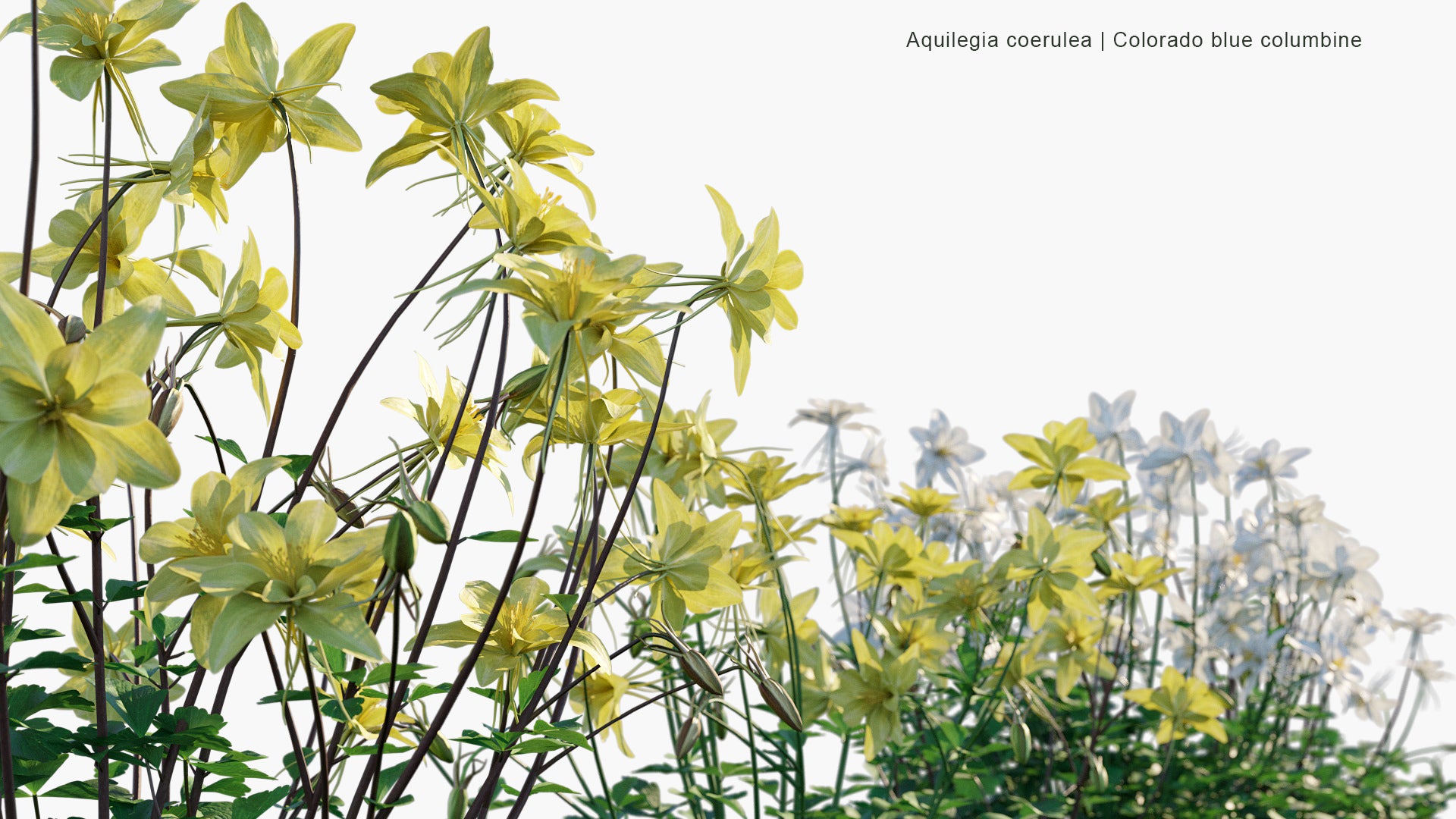 Aquilegia Coerulea 3D Model