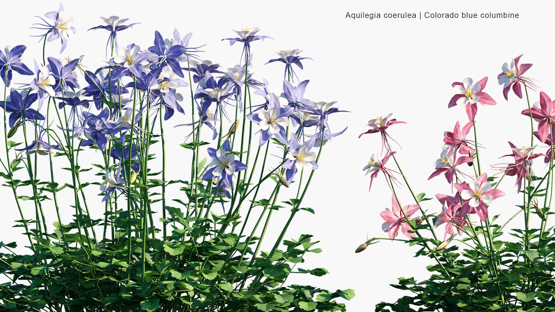 Aquilegia Coerulea 3D Model