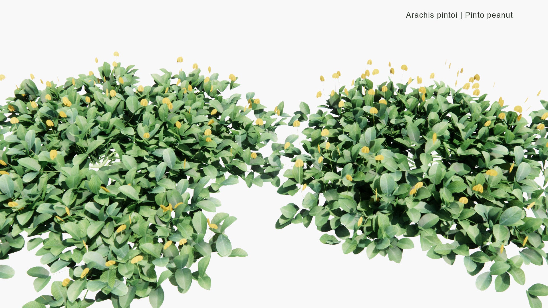 Low Poly Arachis Pintoi - Pinto Peanut (3D Model)