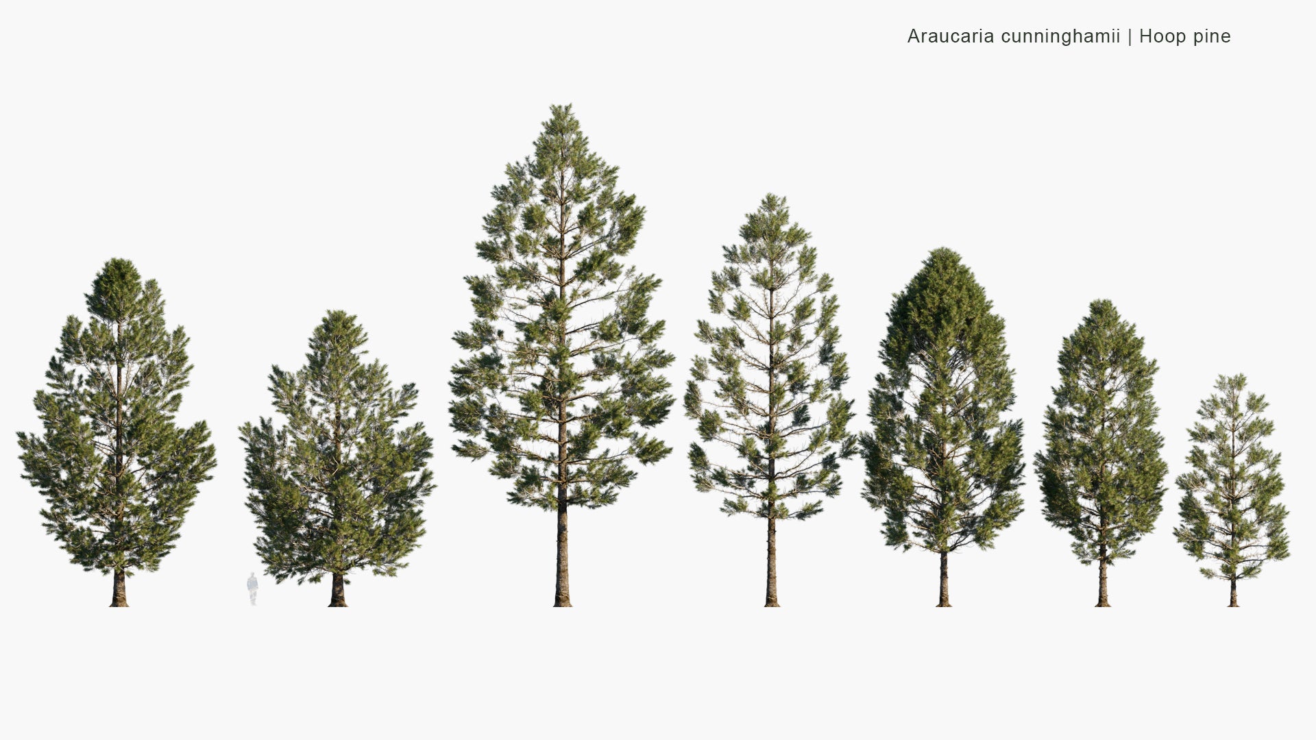 Araucaria Cunninghamii 3D Model