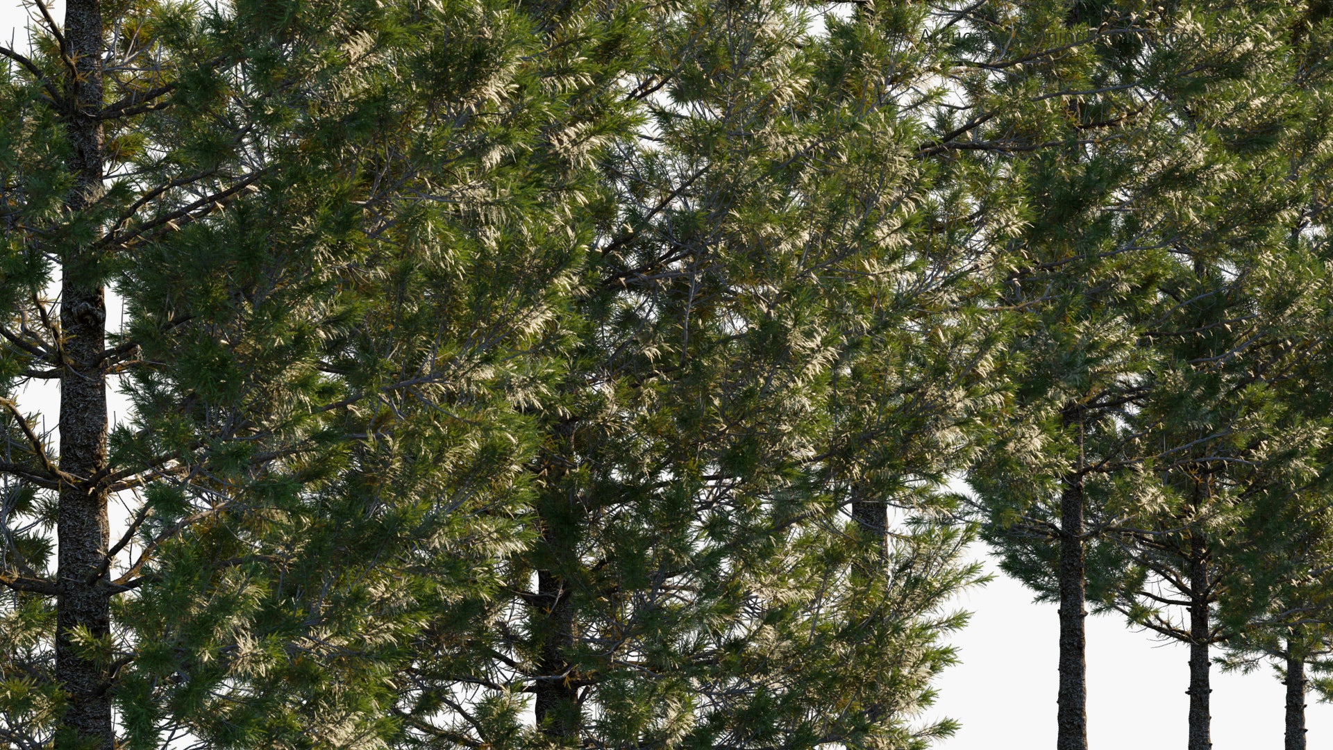 Araucaria Cunninghamii 3D Model