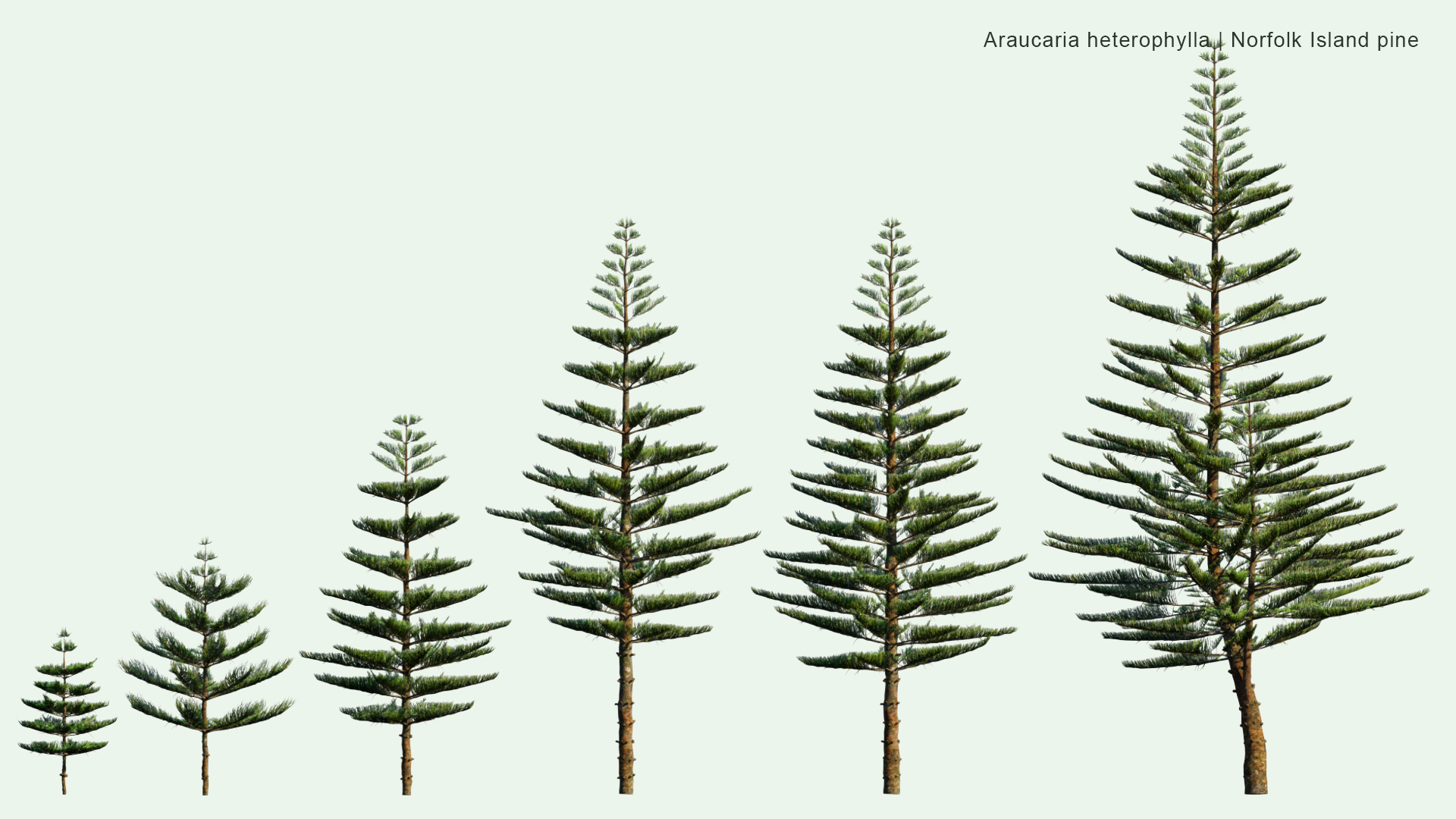 2D Araucaria Heterophylla - Norfolk Island Pine, Star Pine, Polynesian Pine, Triangle Tree, Living Christmas Tree