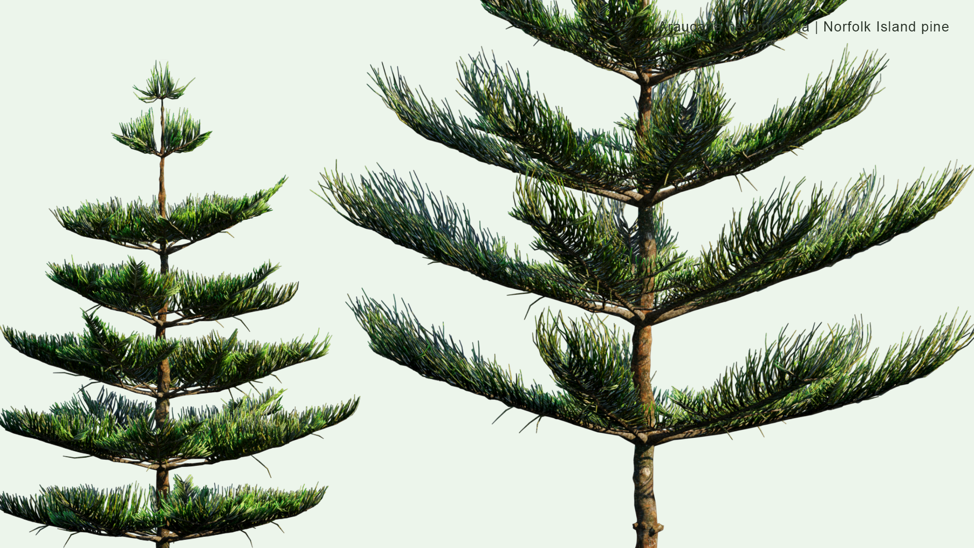2D Araucaria Heterophylla - Norfolk Island Pine, Star Pine, Polynesian Pine, Triangle Tree, Living Christmas Tree
