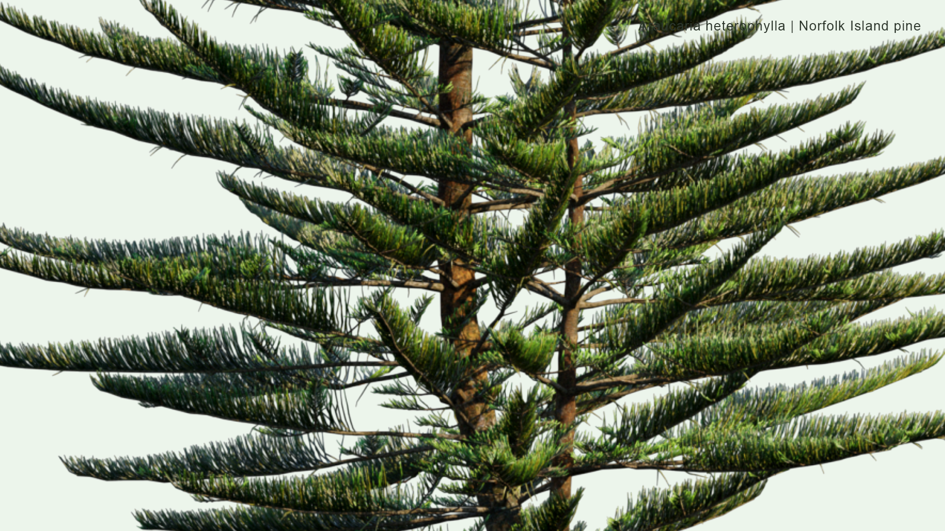 2D Araucaria Heterophylla - Norfolk Island Pine, Star Pine, Polynesian Pine, Triangle Tree, Living Christmas Tree