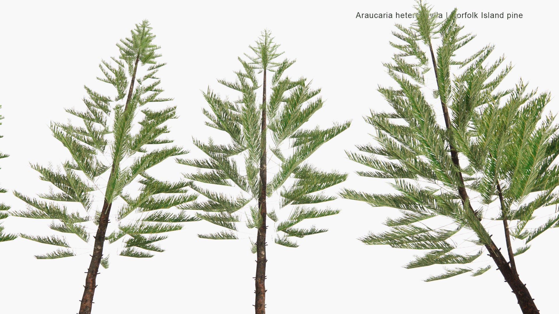 Low Poly Araucaria Heterophylla - Norfolk Island Pine, Star Pine, Polynesian Pine, Triangle Tree, Living Christmas Tree (3D Model)
