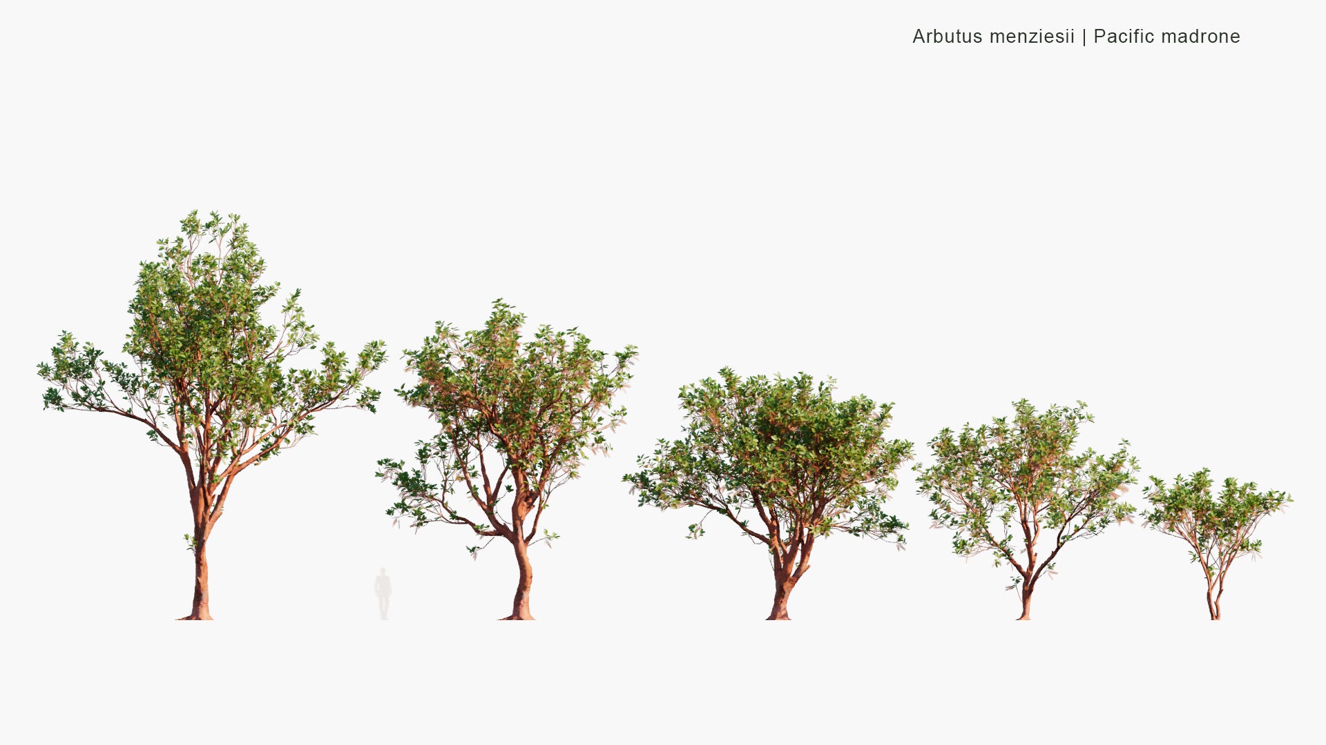 Low Poly Arbutus Menziesii - Pacific Madrone (3D Model)