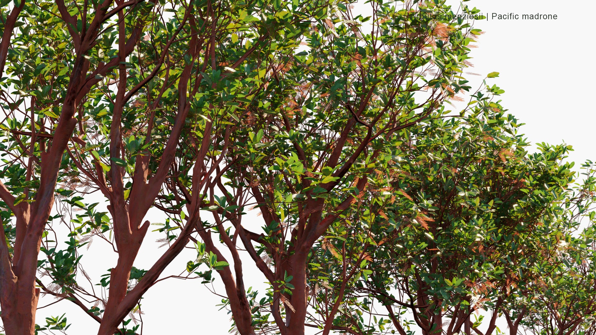 Low Poly Arbutus Menziesii - Pacific Madrone (3D Model)