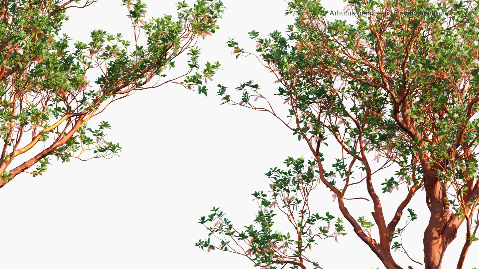 Arbutus Menziesii - Pacific Madrone (3D Model)