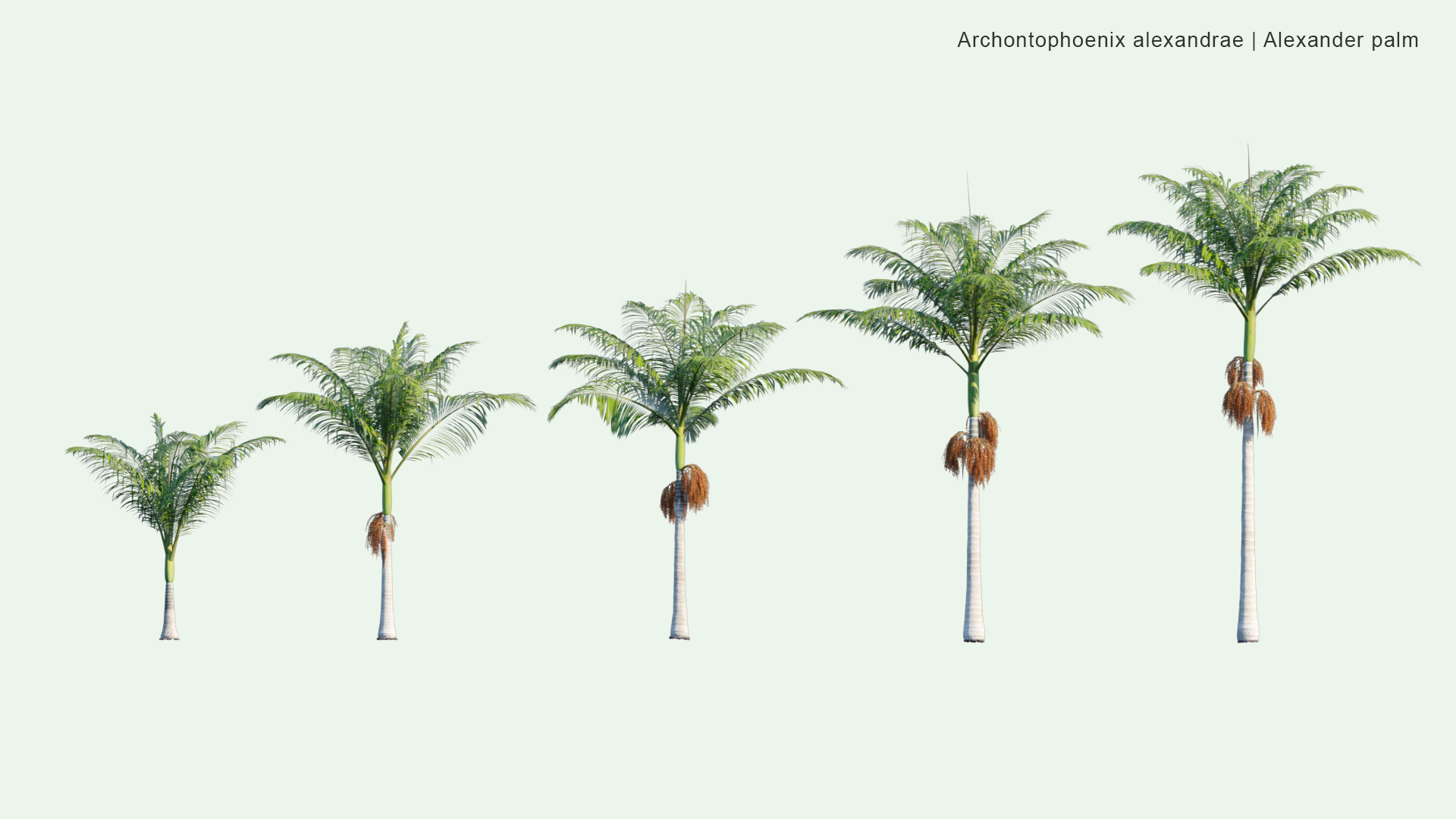 2D Archontophoenix Alexandrae - Alexander Palm, Northern Bangalow Palm